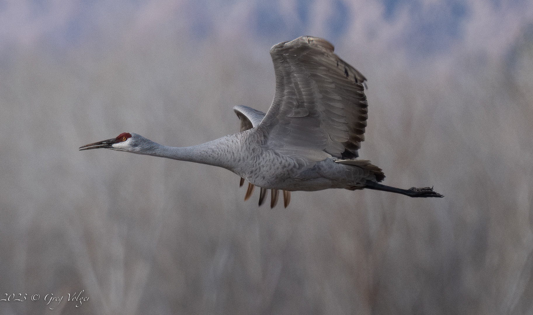 Sandhill crane