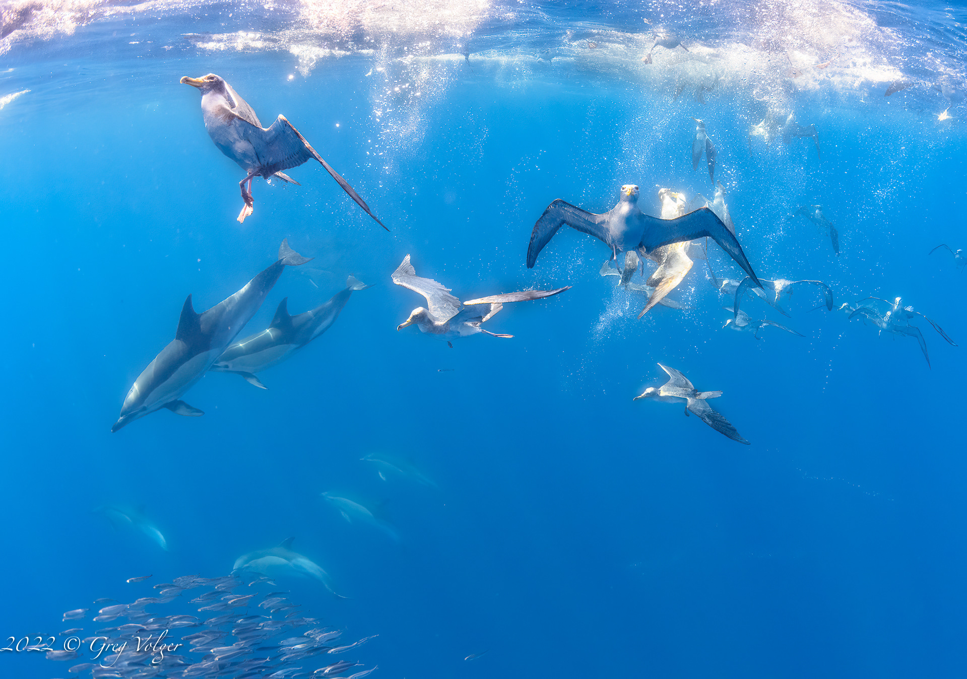 Bait ball frenzy