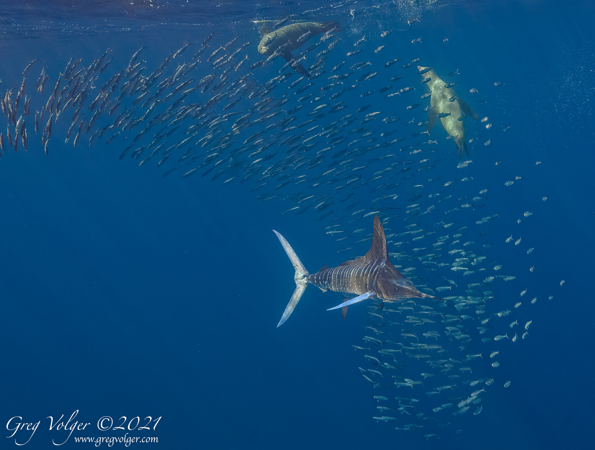 Magdalena Bay, Striped Marlin & Sea Lion