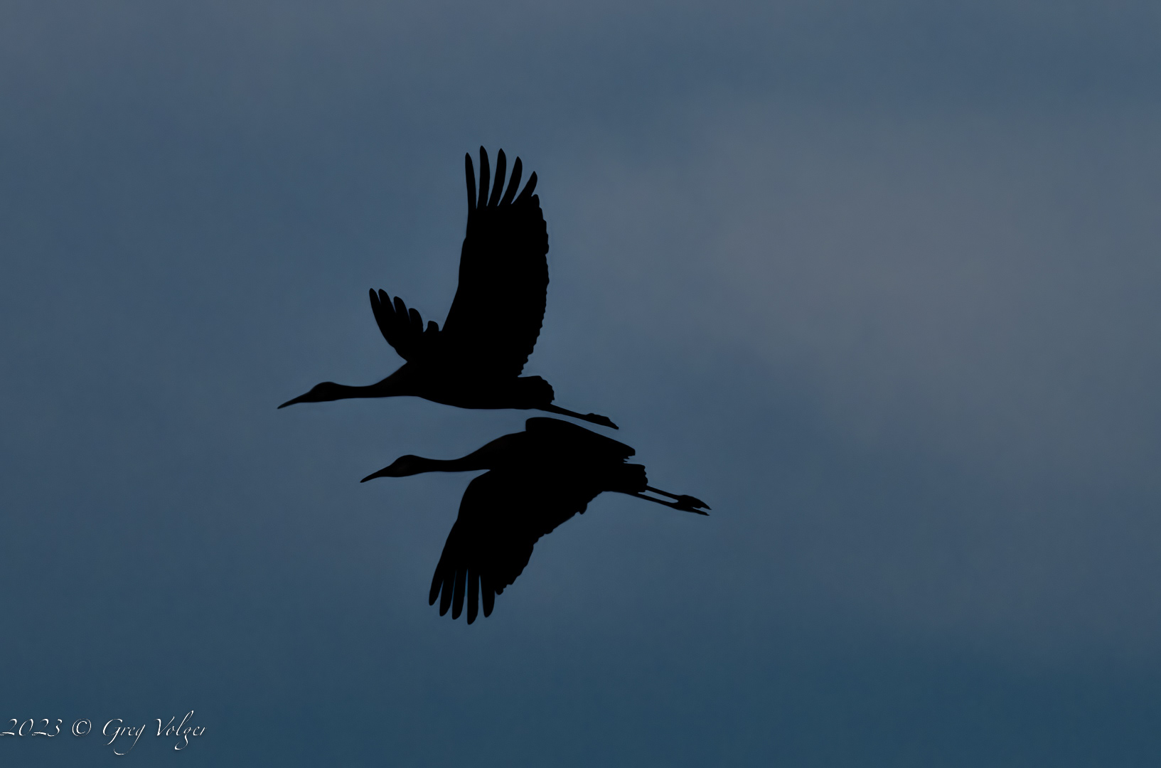 Sandhill crane
