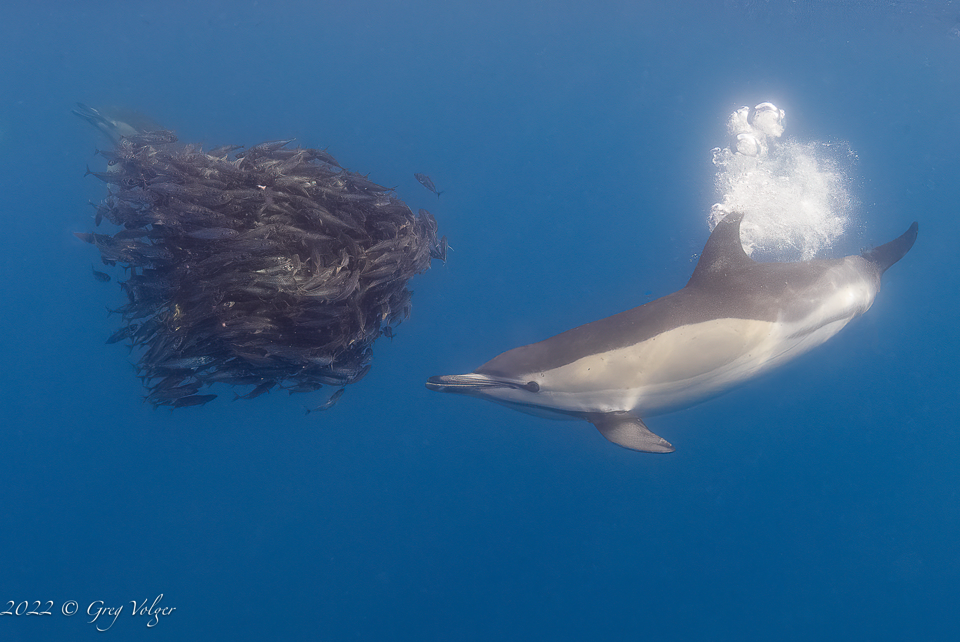 Common dolphin