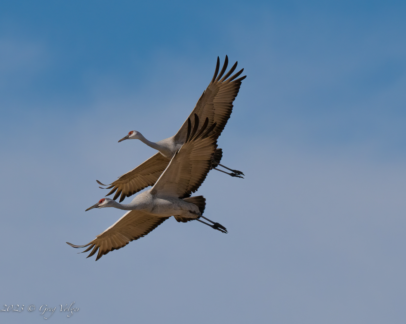 Sandhill crane