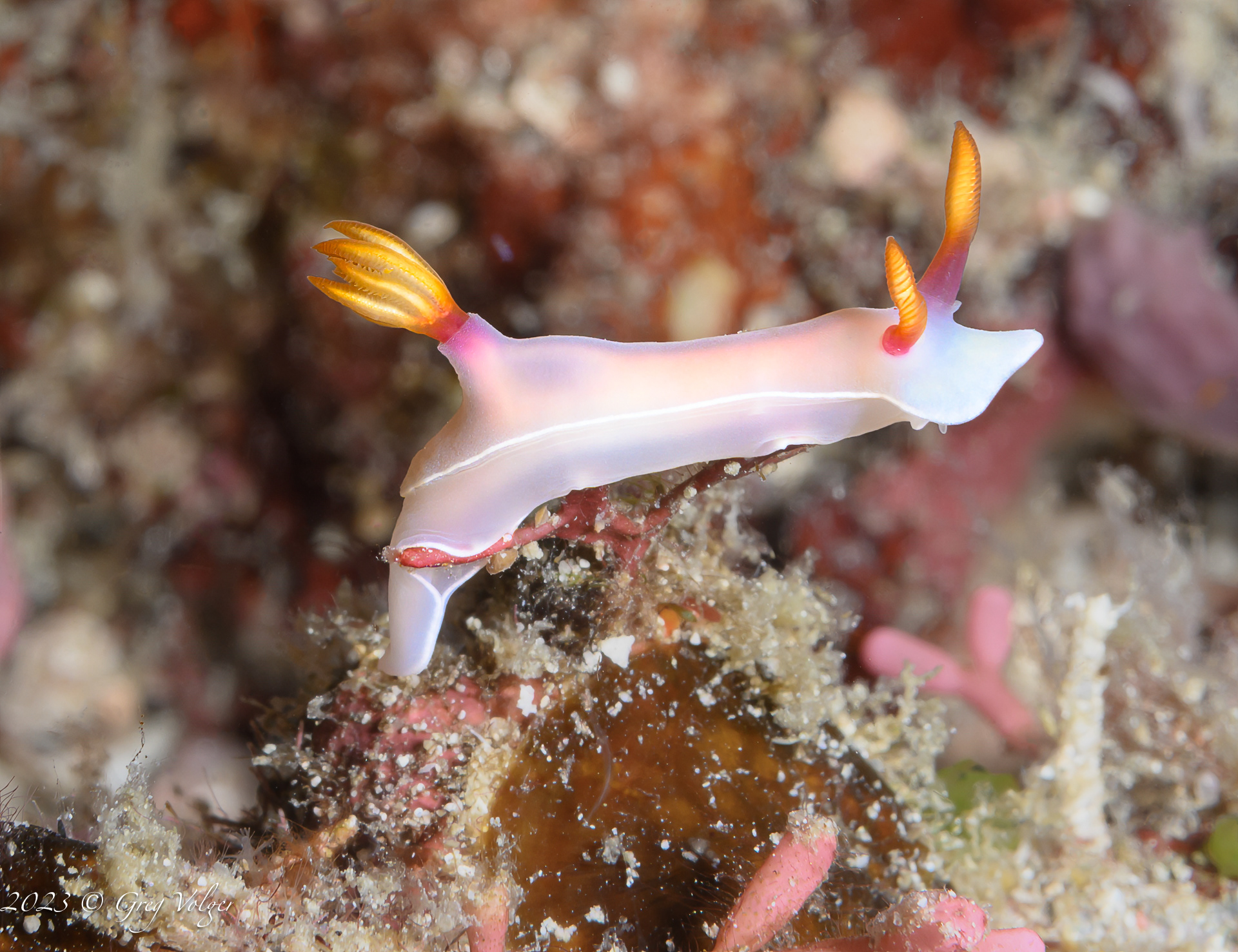 Nudibranch