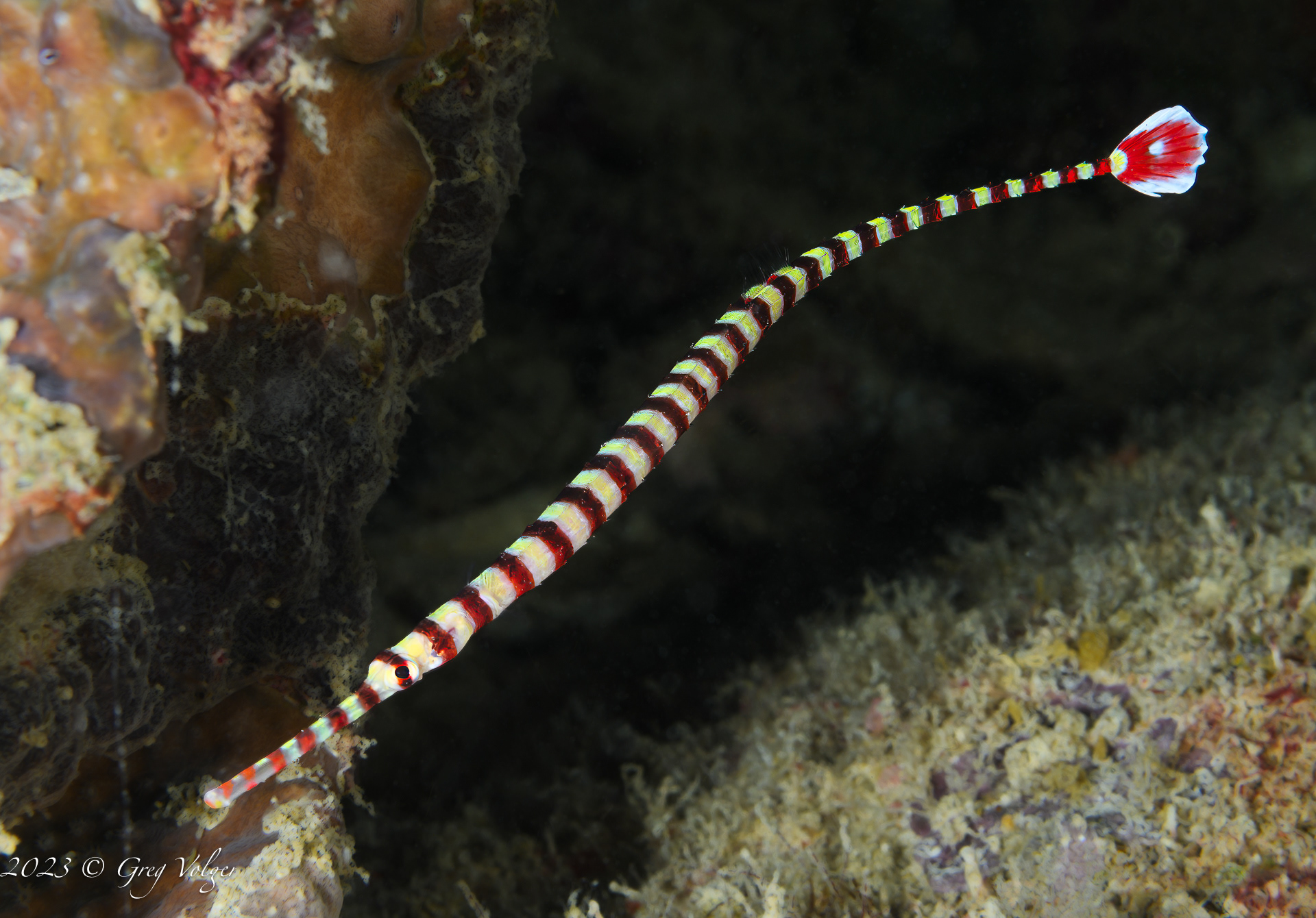 Pipe fish