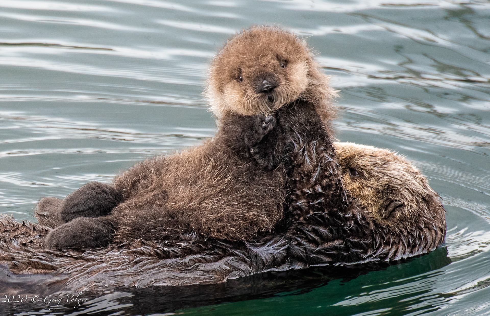 Sea Otters - Morro Bay