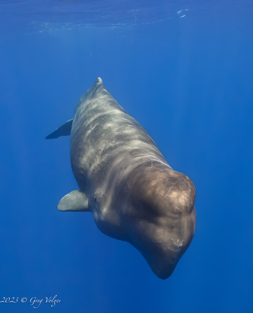 Sperm whale