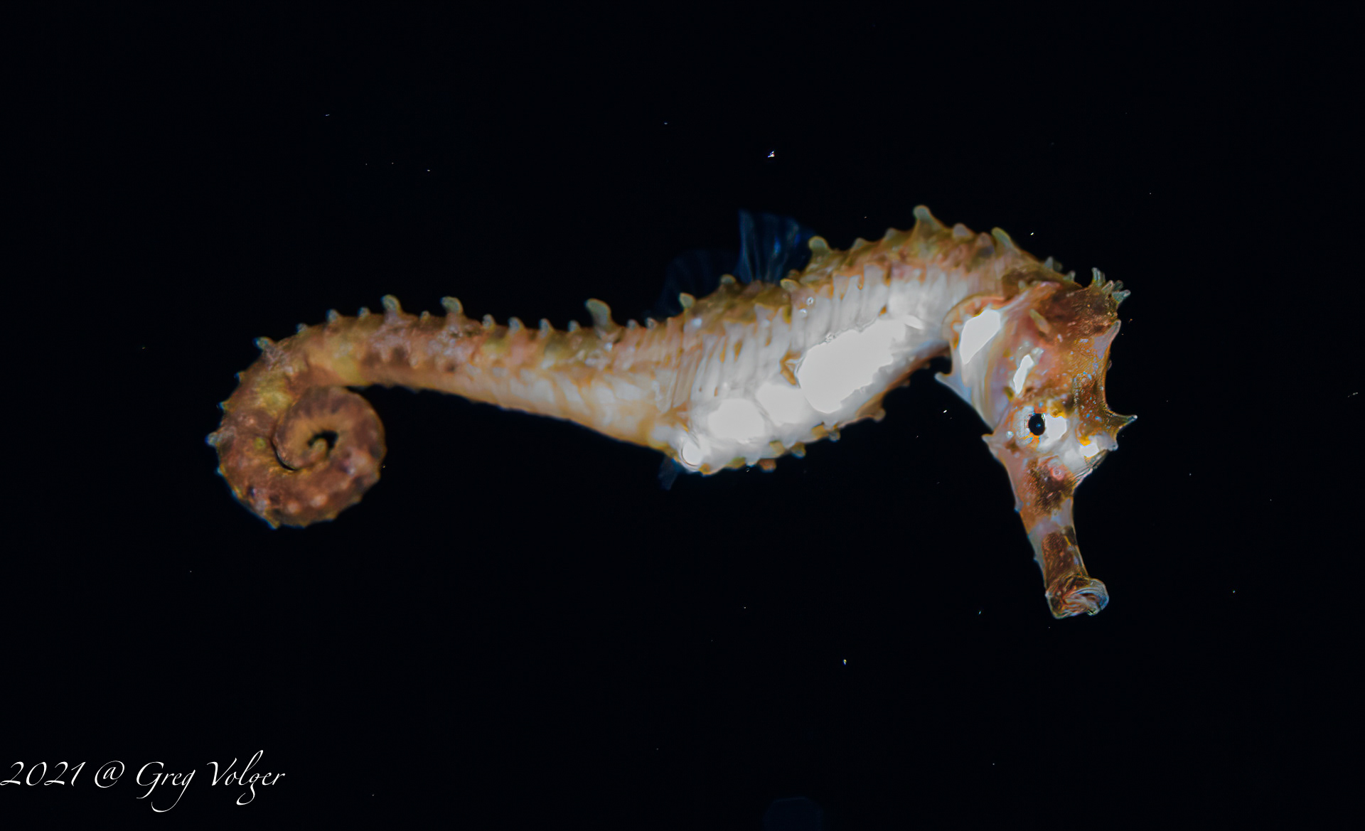Pelagic Seahorse - Blackwater