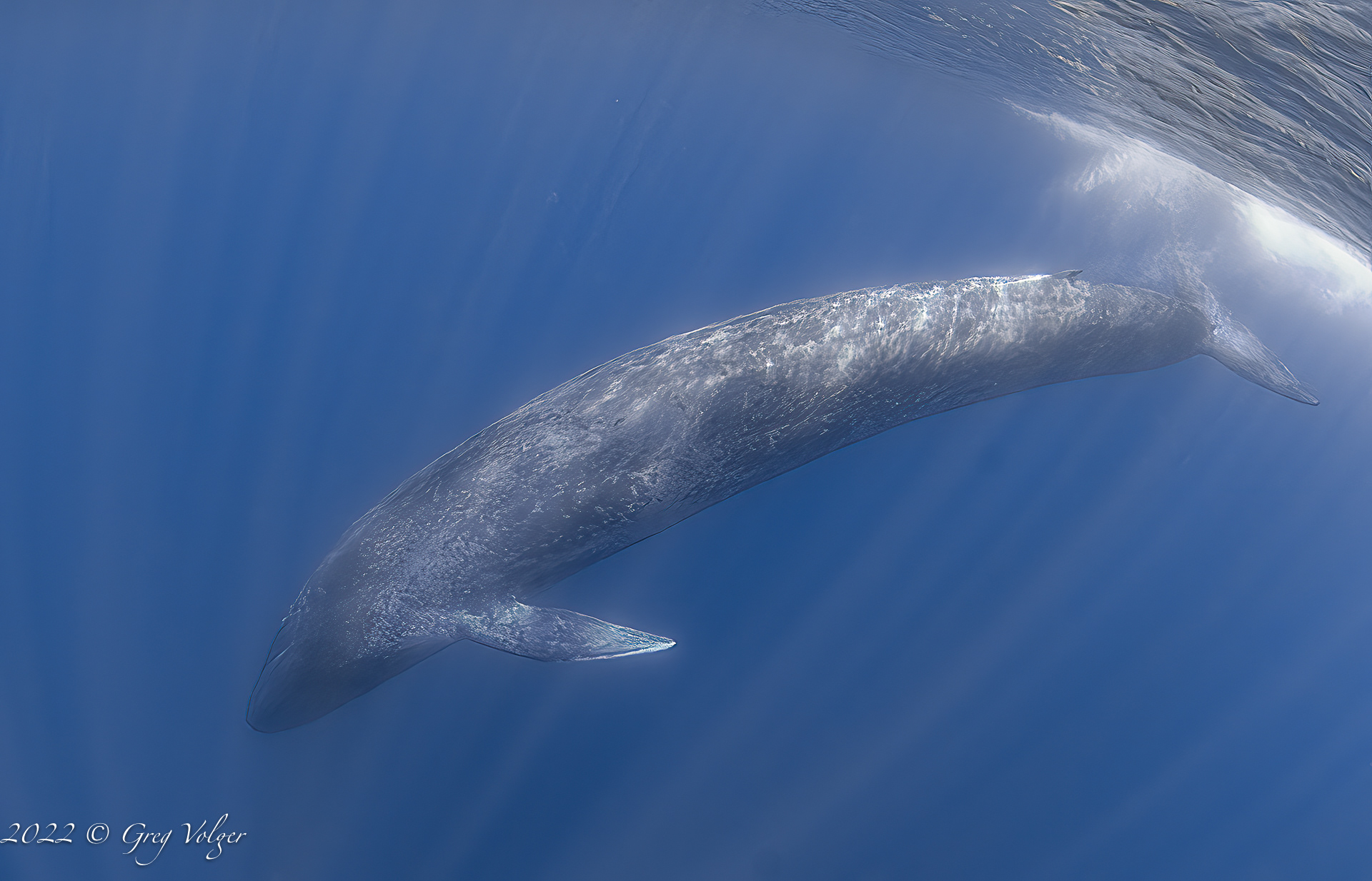 Blue whale