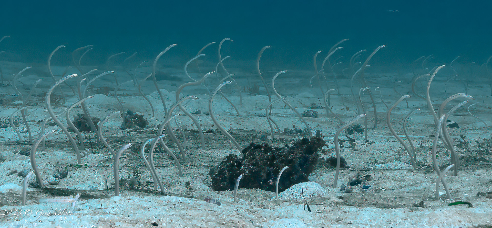 Garden eels