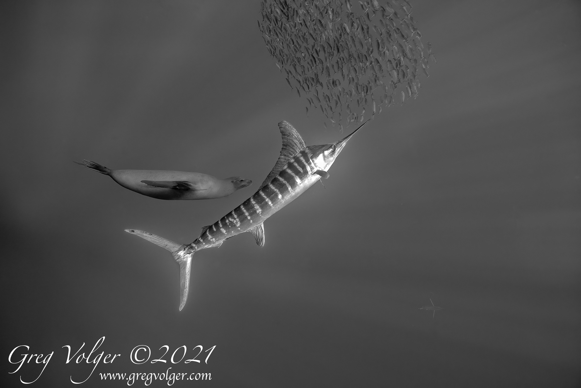 Magdalena Bay, Striped Marlin & Sea Lion