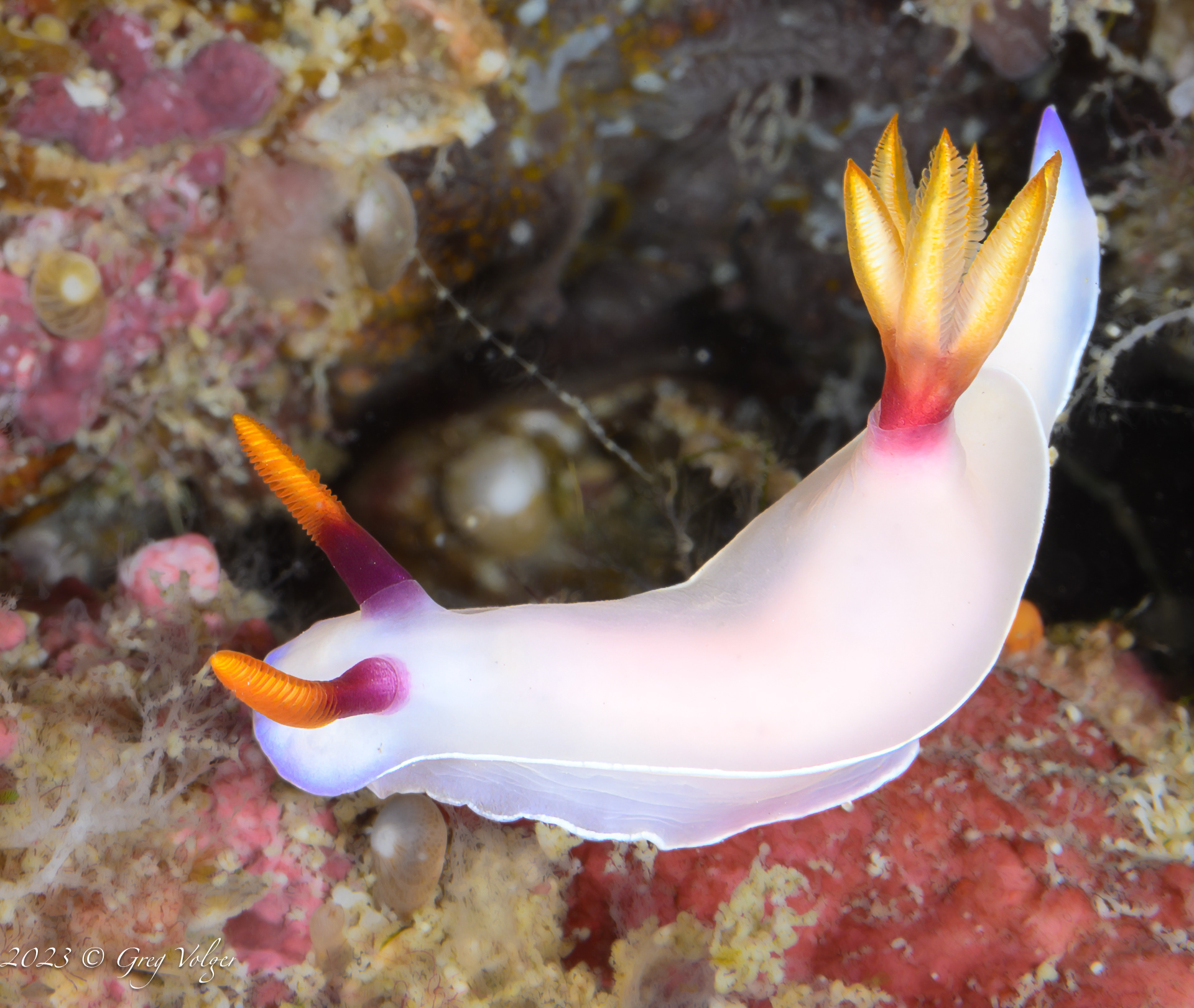 Nudibranch