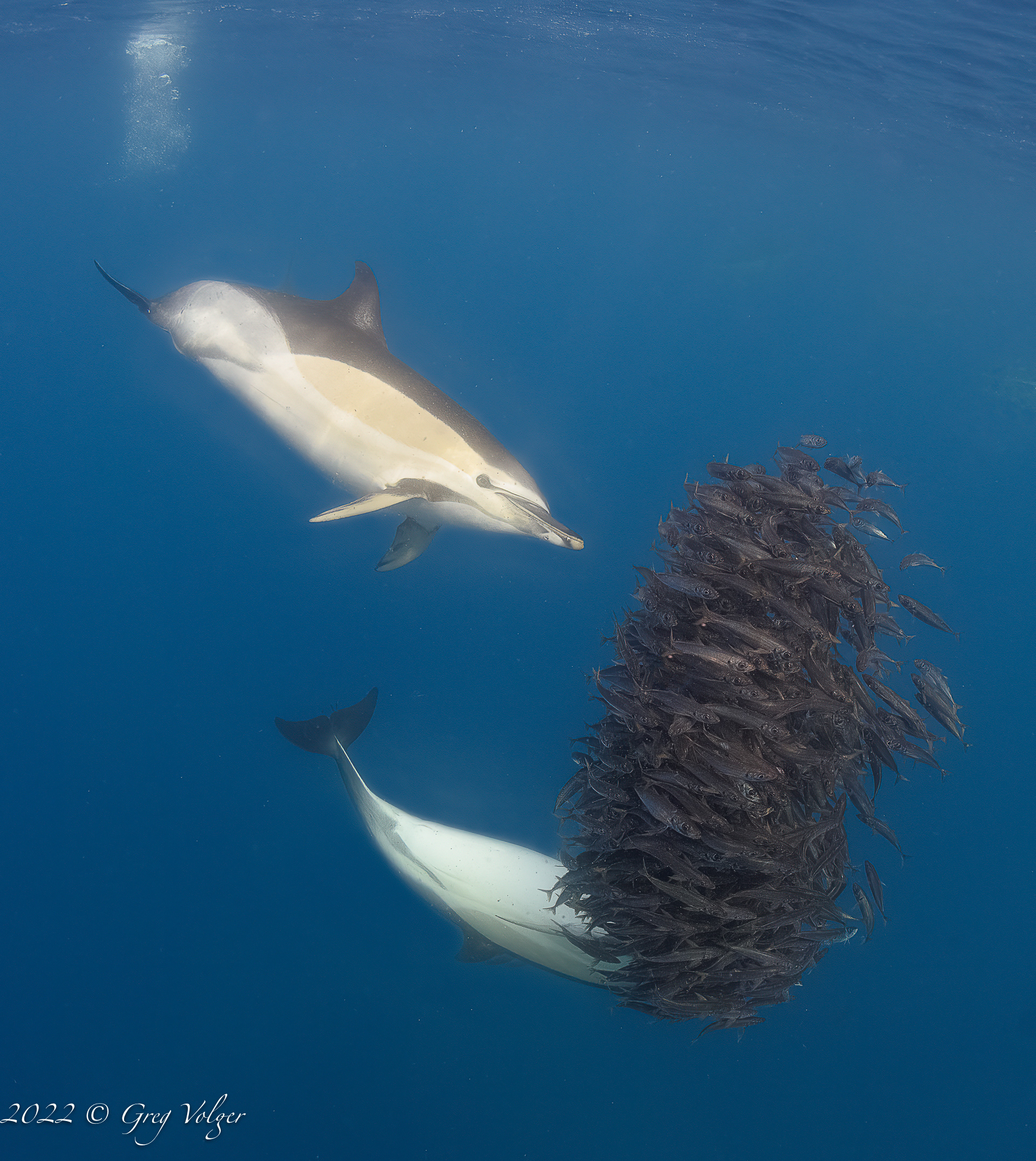 Common dolphin