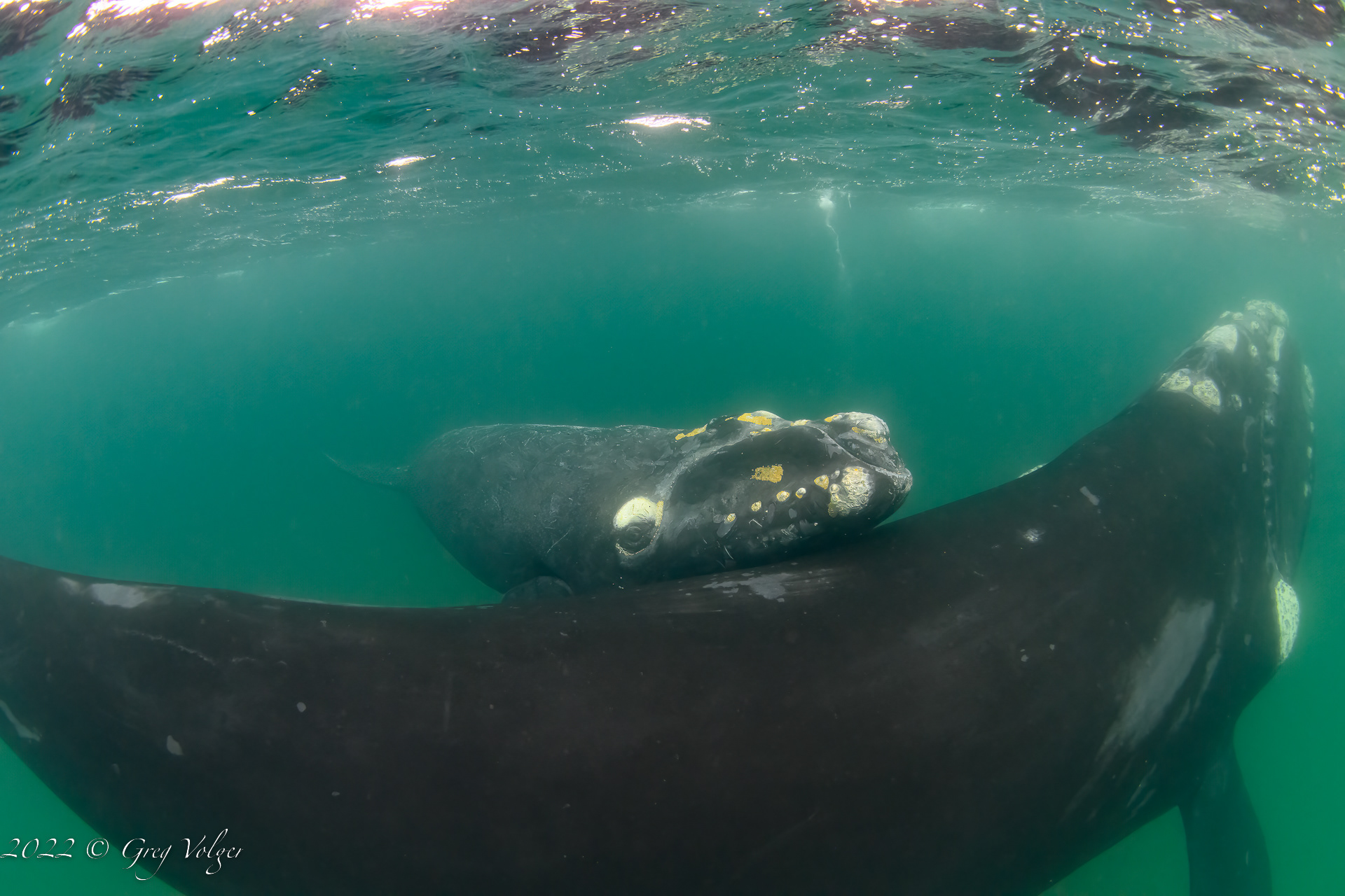Southern Right Whale