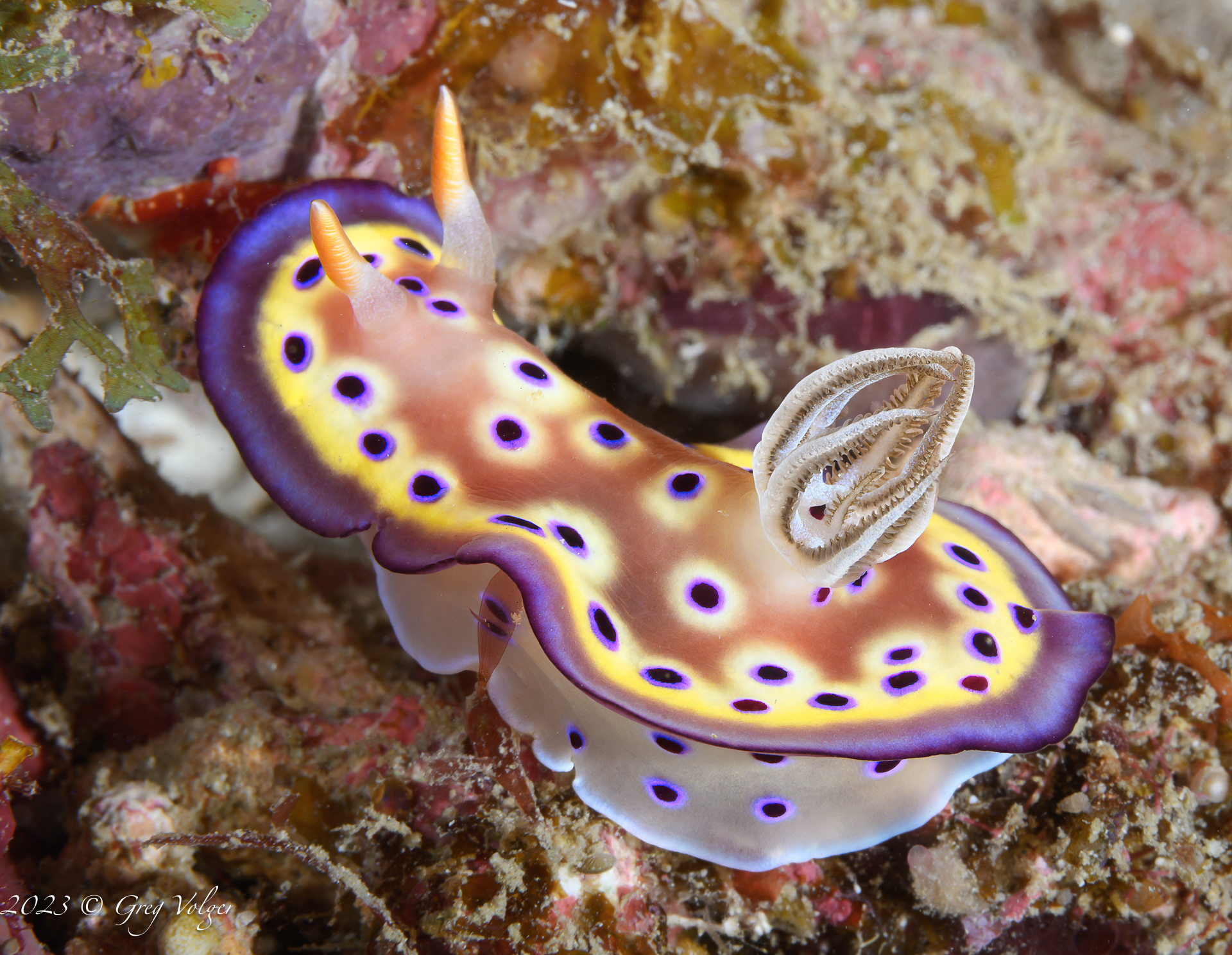 Nudibranch