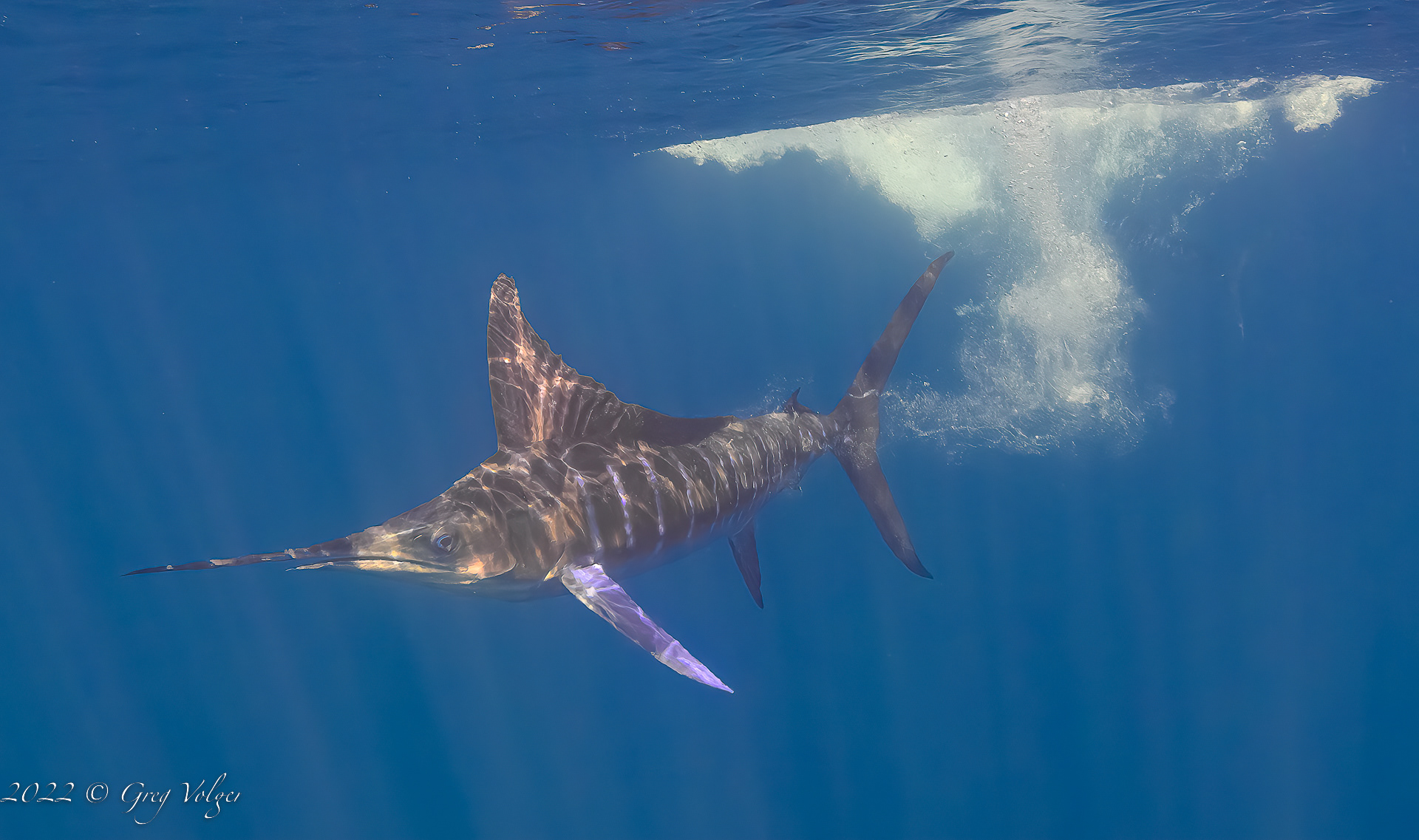 Marlin Magdalena Bay