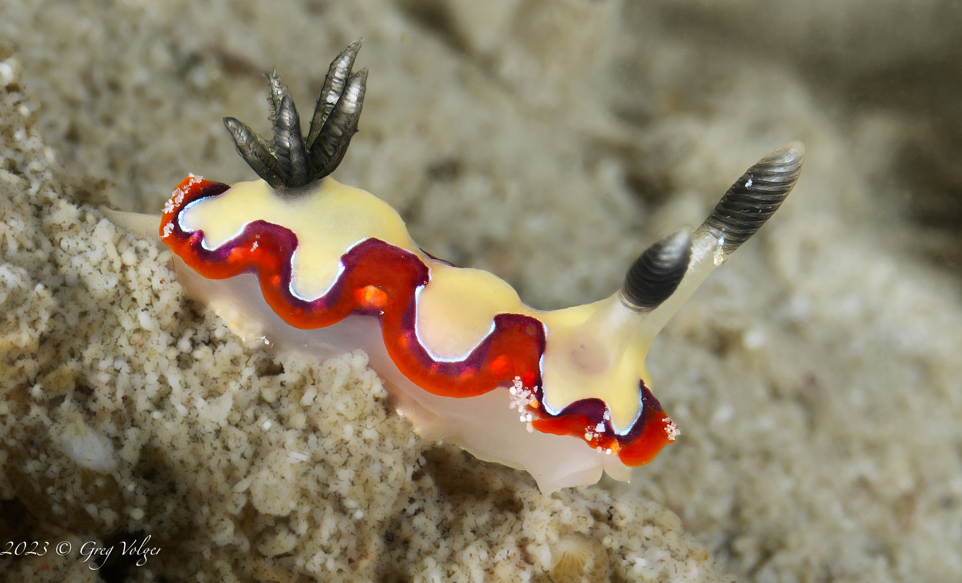 Nudibranch