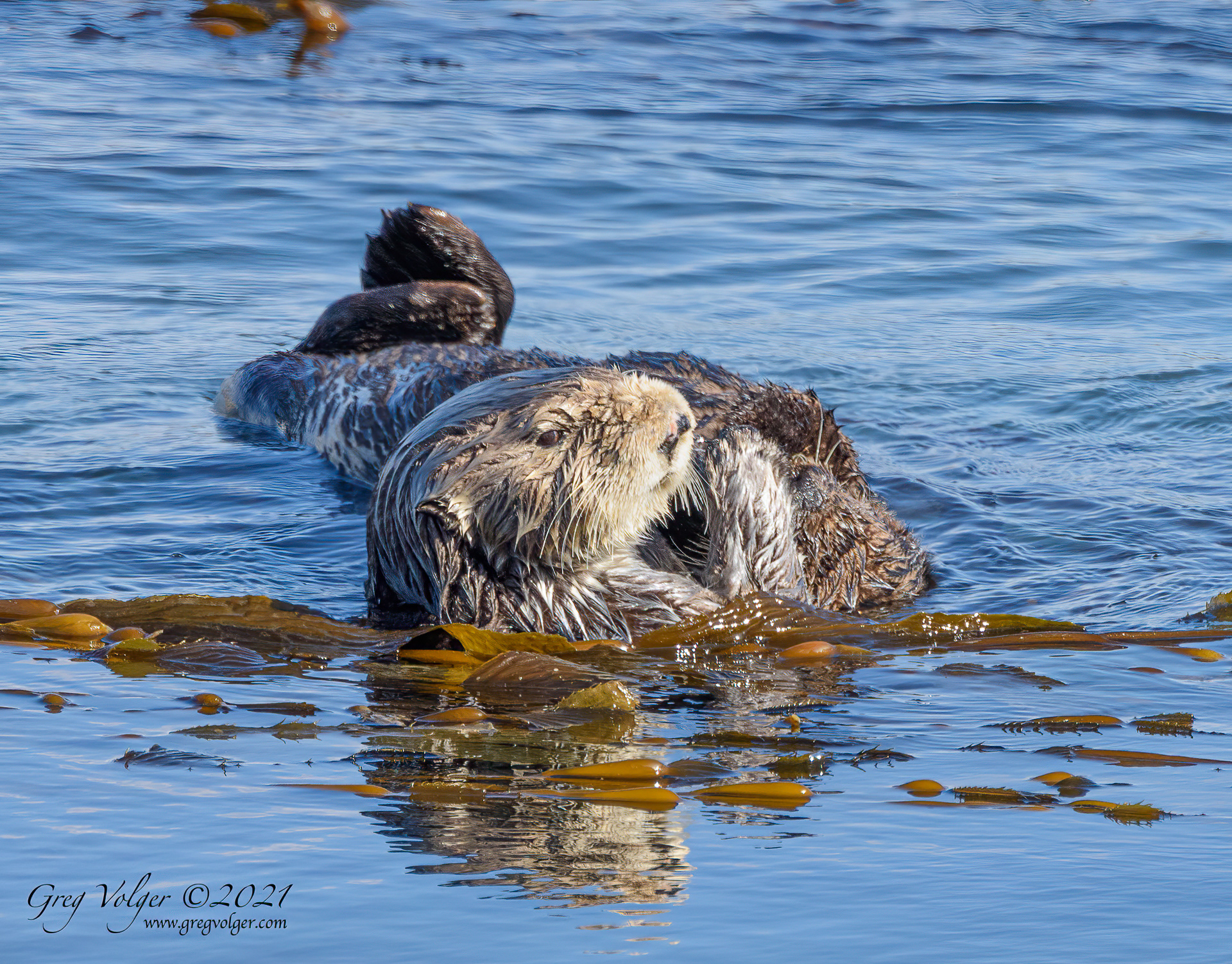 Sea otter Morro Bay