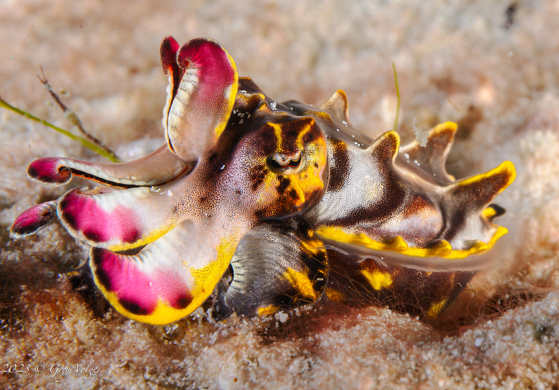 Flamboyant Cuttlefish