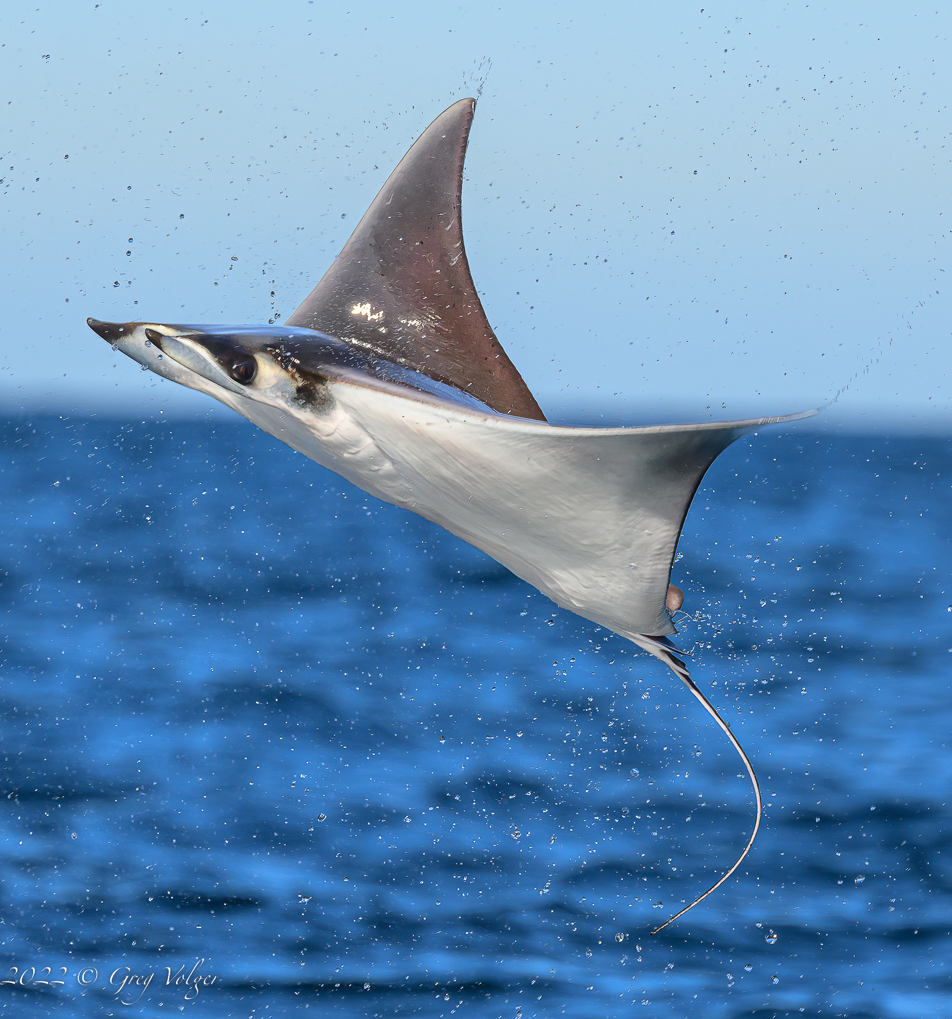 Leaping Mobula in Magdalena Bay