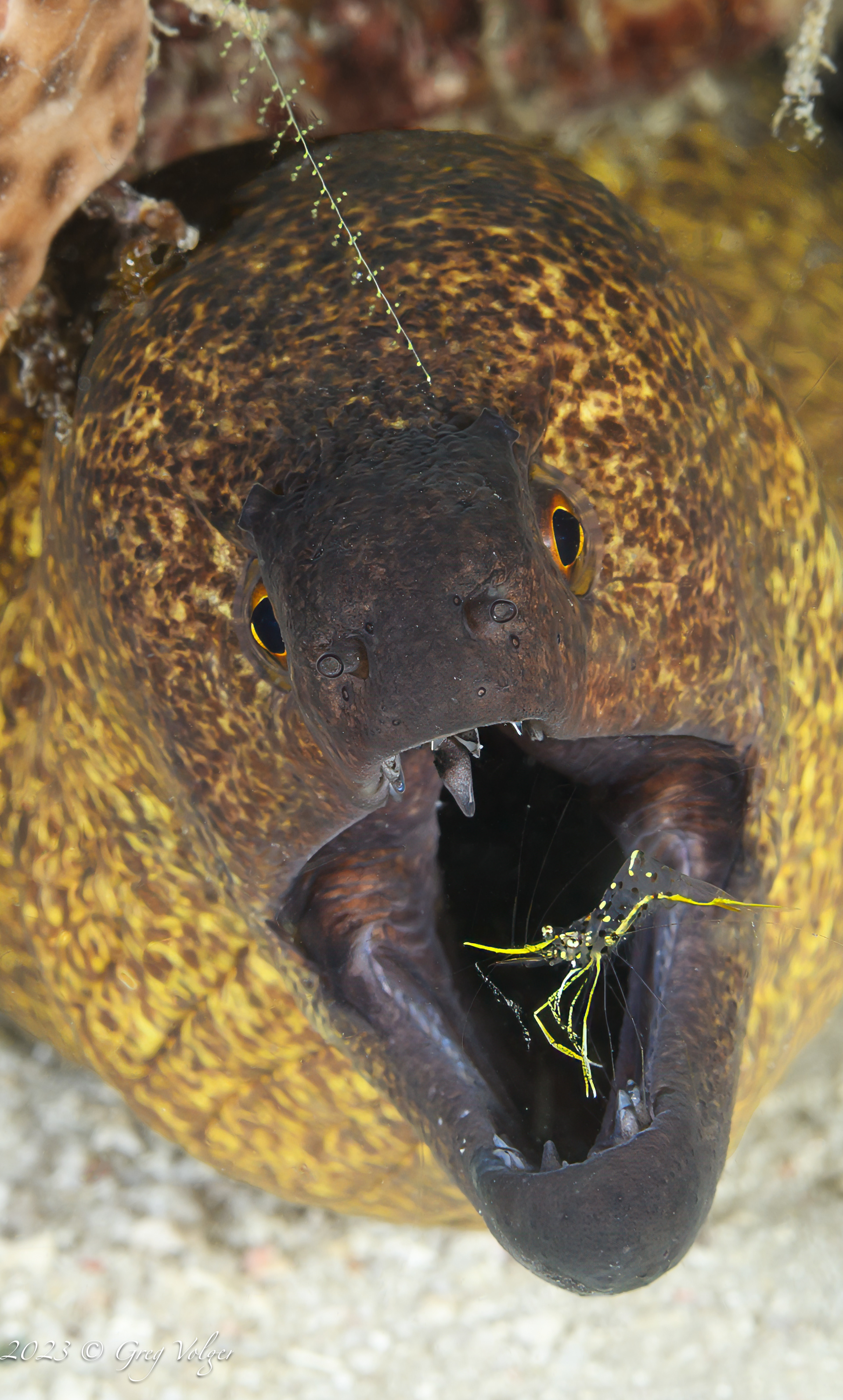 Eel with cleaner shrimp
