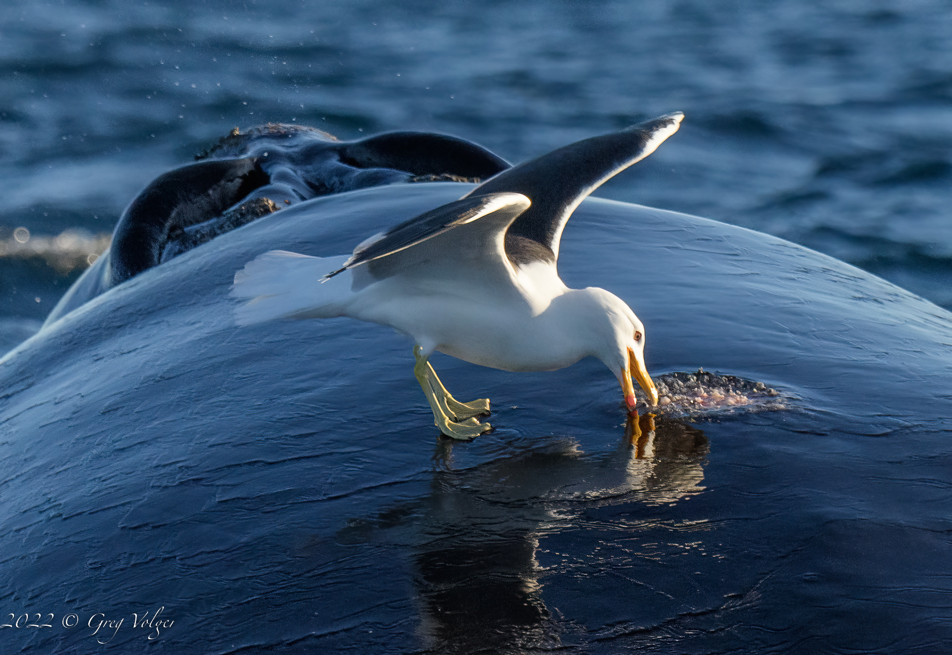 Southern Right Whale attacked by gull