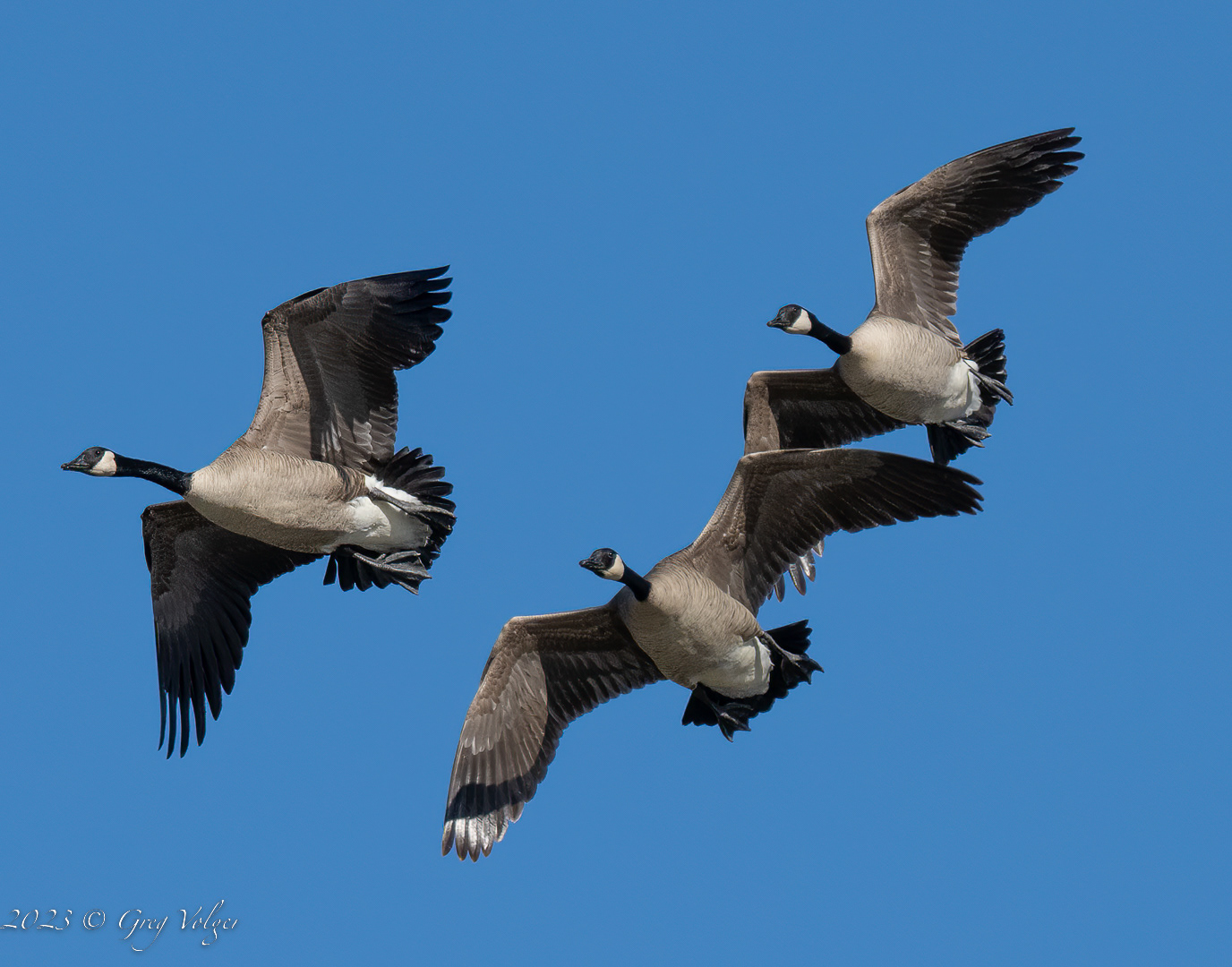 Canadian geese