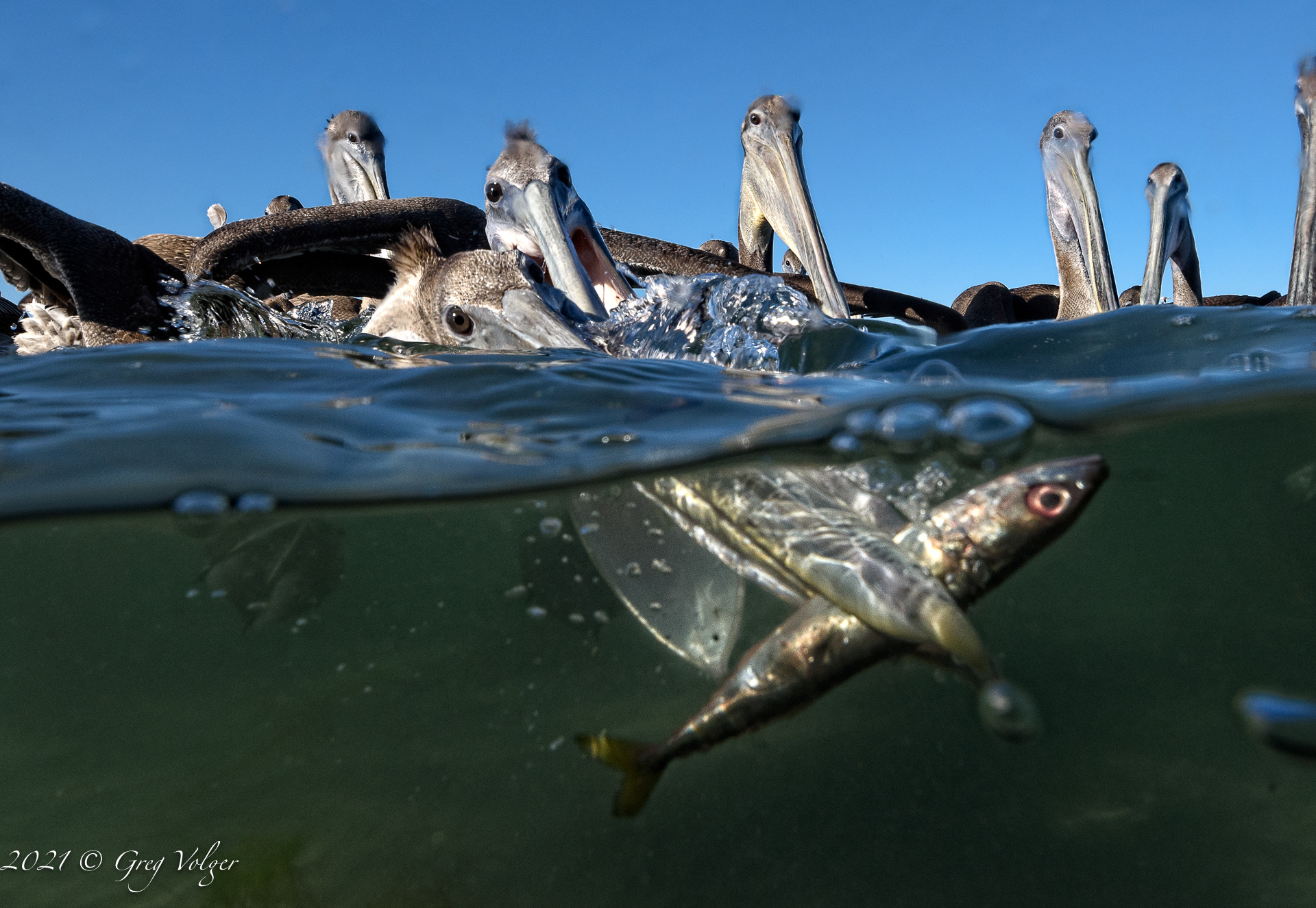 Magdalena Bay, Pelican
