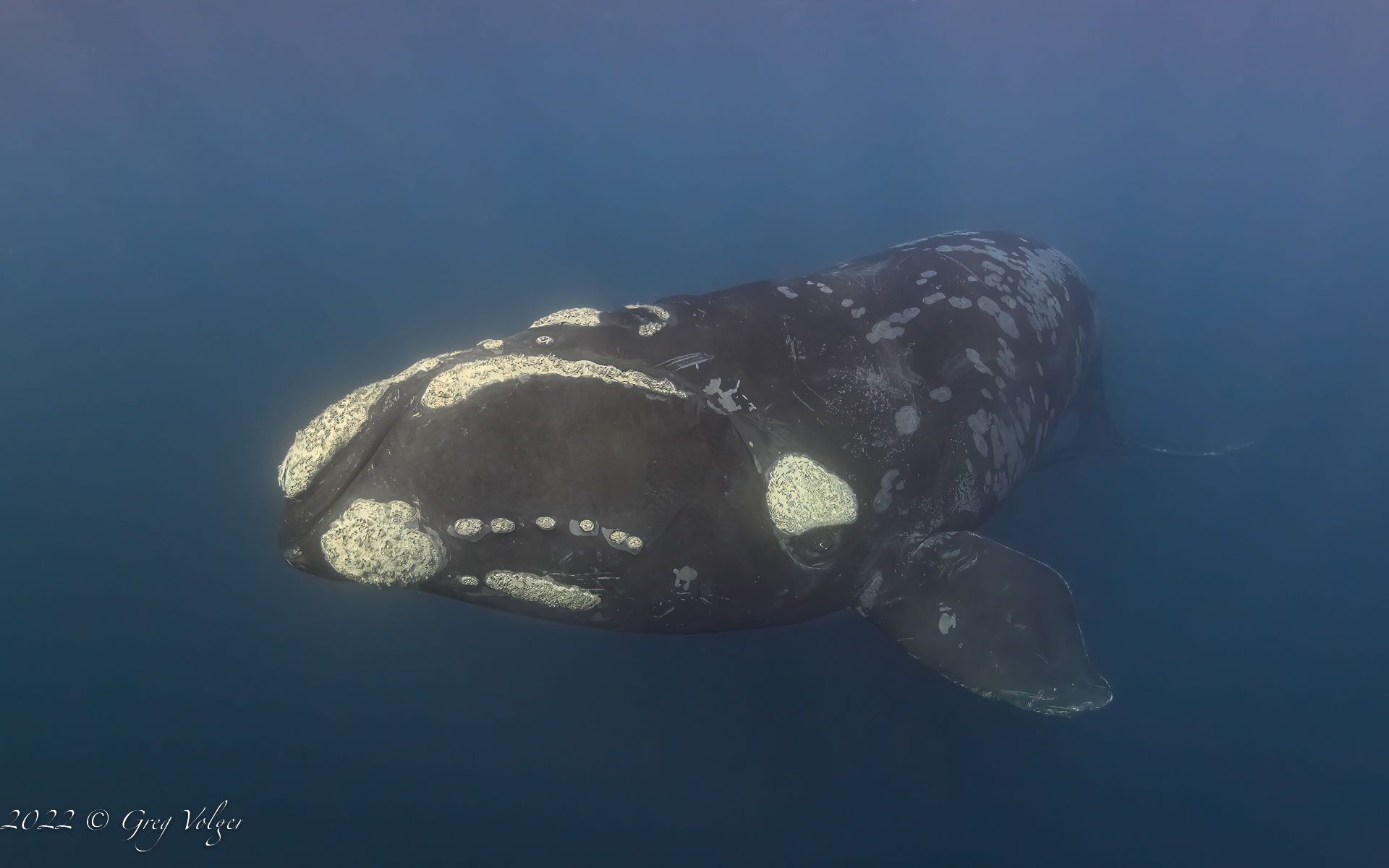 Southern Right Whale
