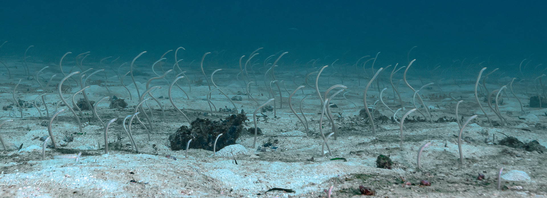 Garden eels