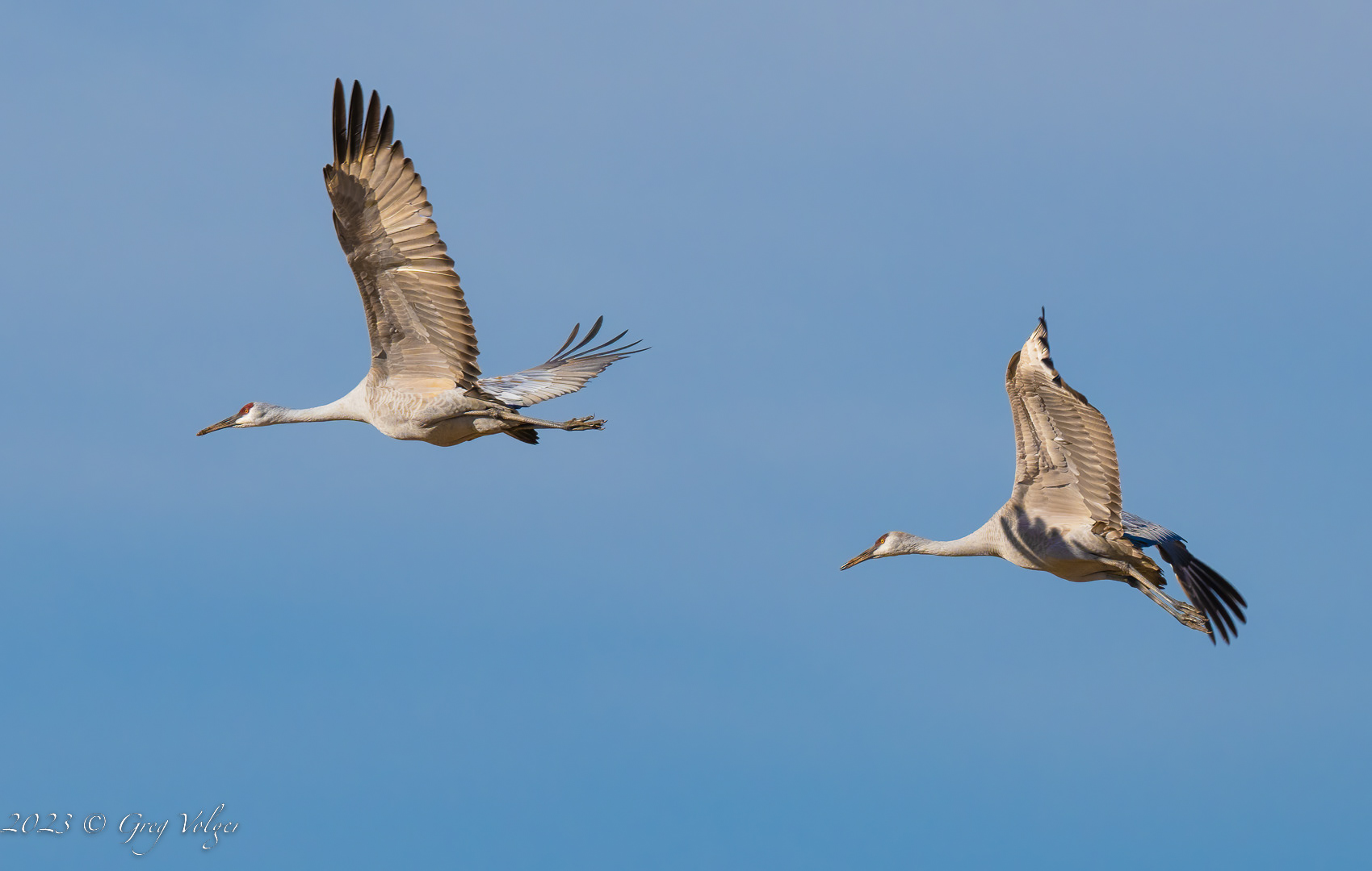 Sandhill crane