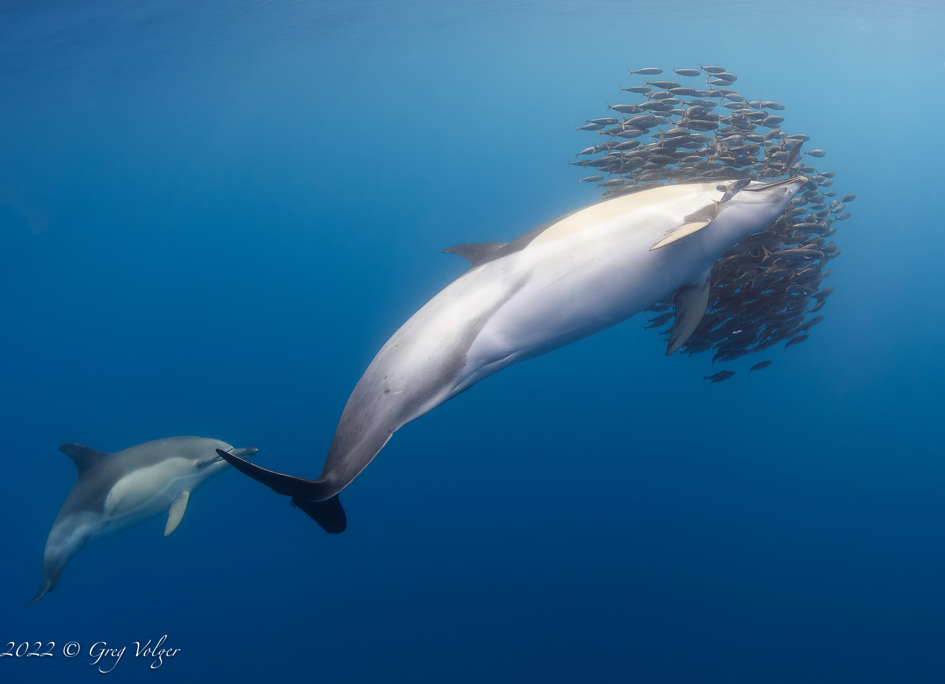 Common dolphin