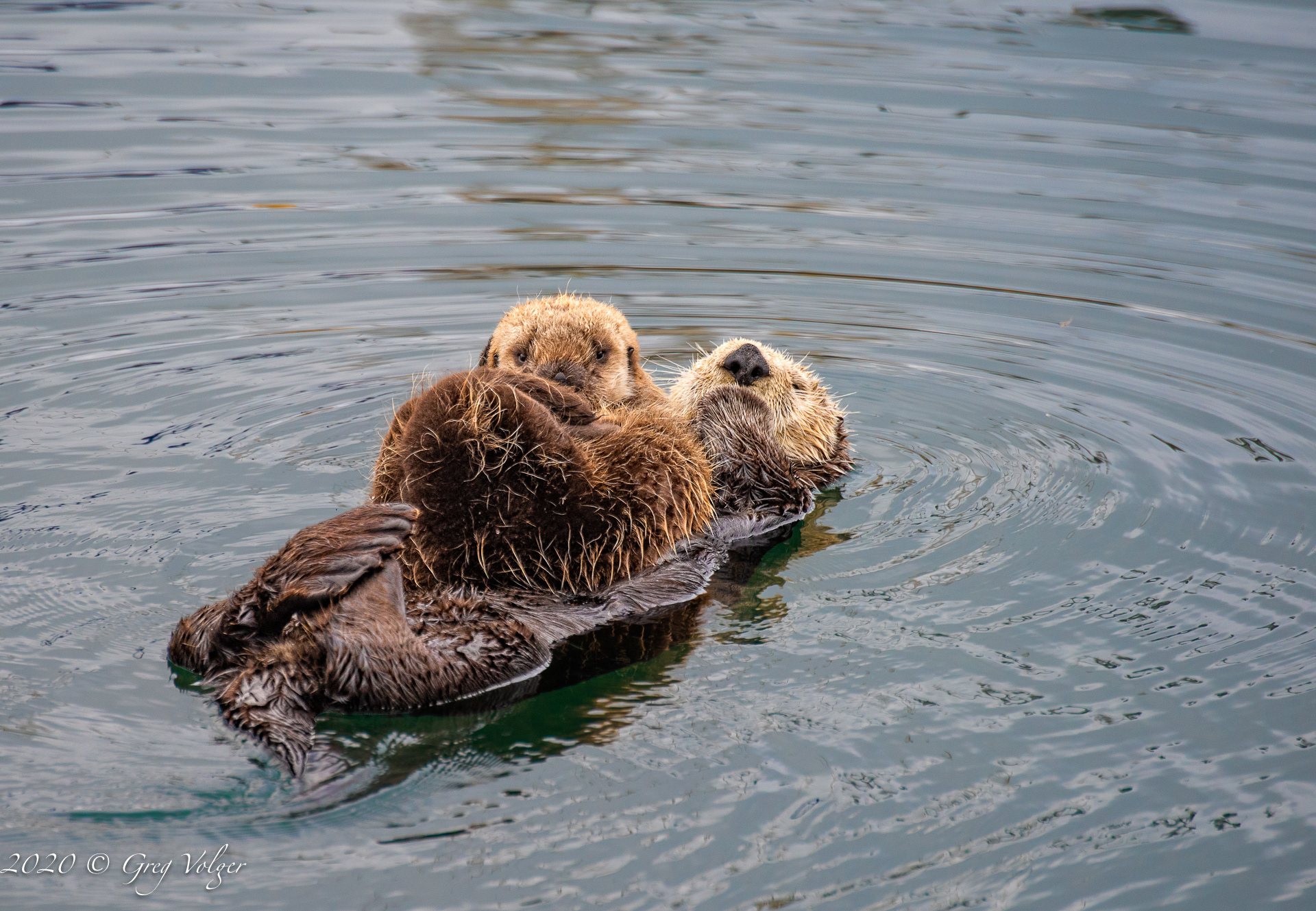 Sea Otters - Morro Bay