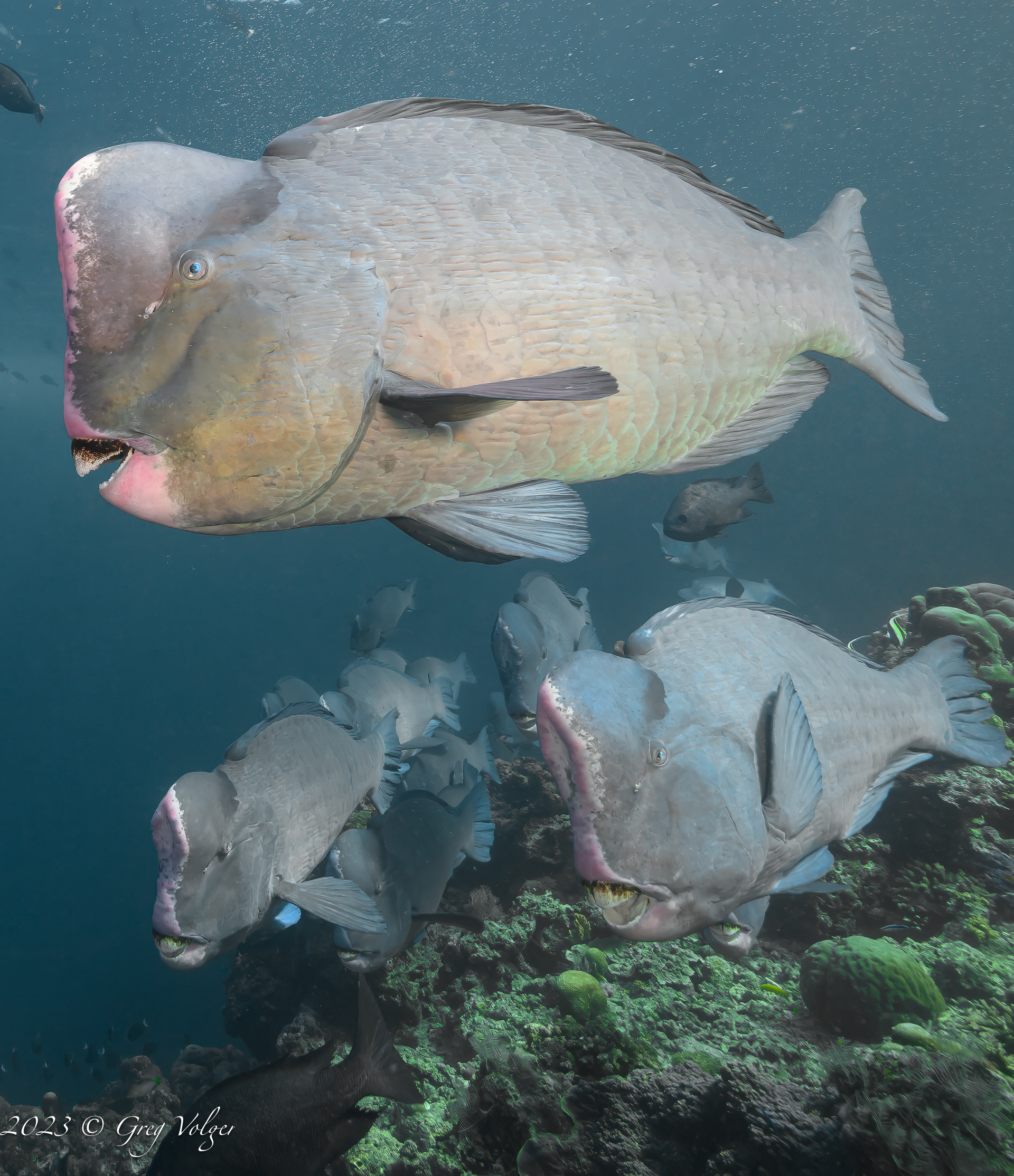 Green humphead parrotfish
