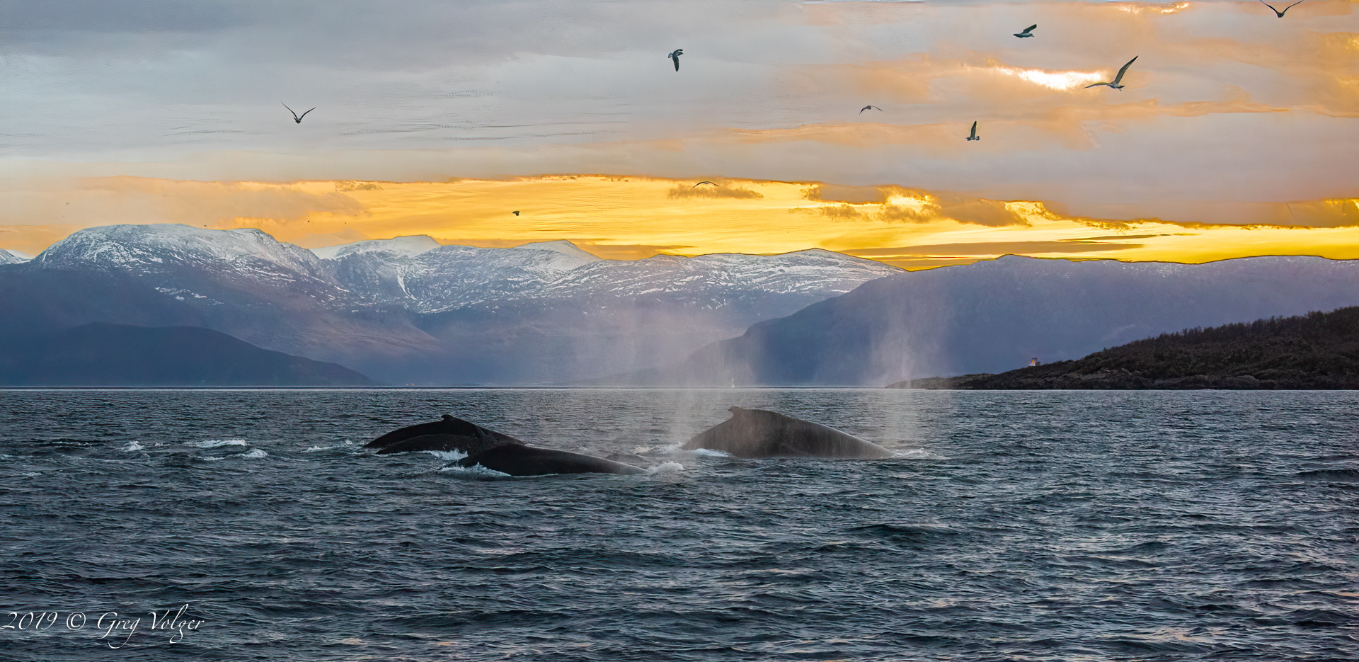 Humpbacks
