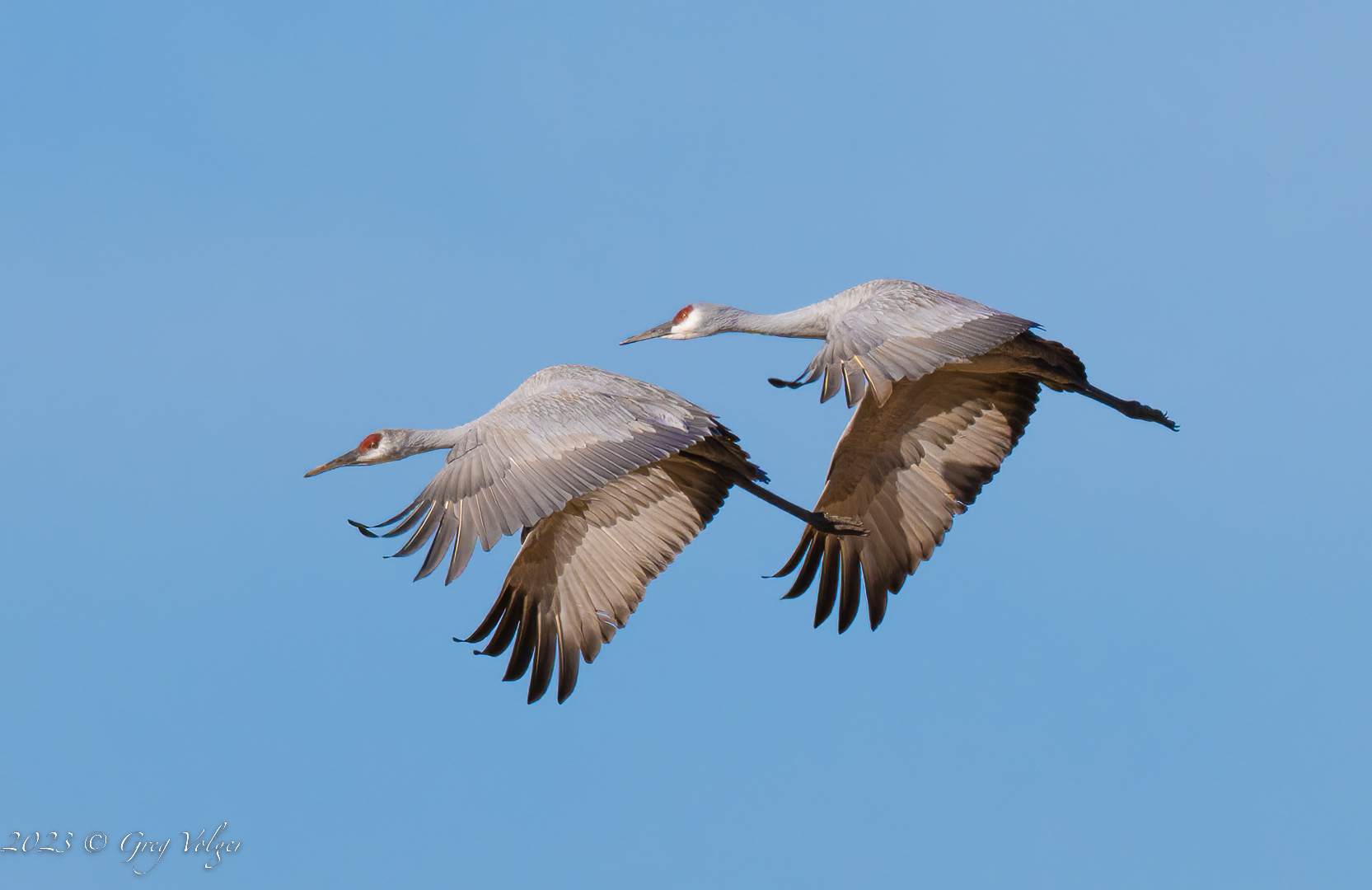 Sandhill crane