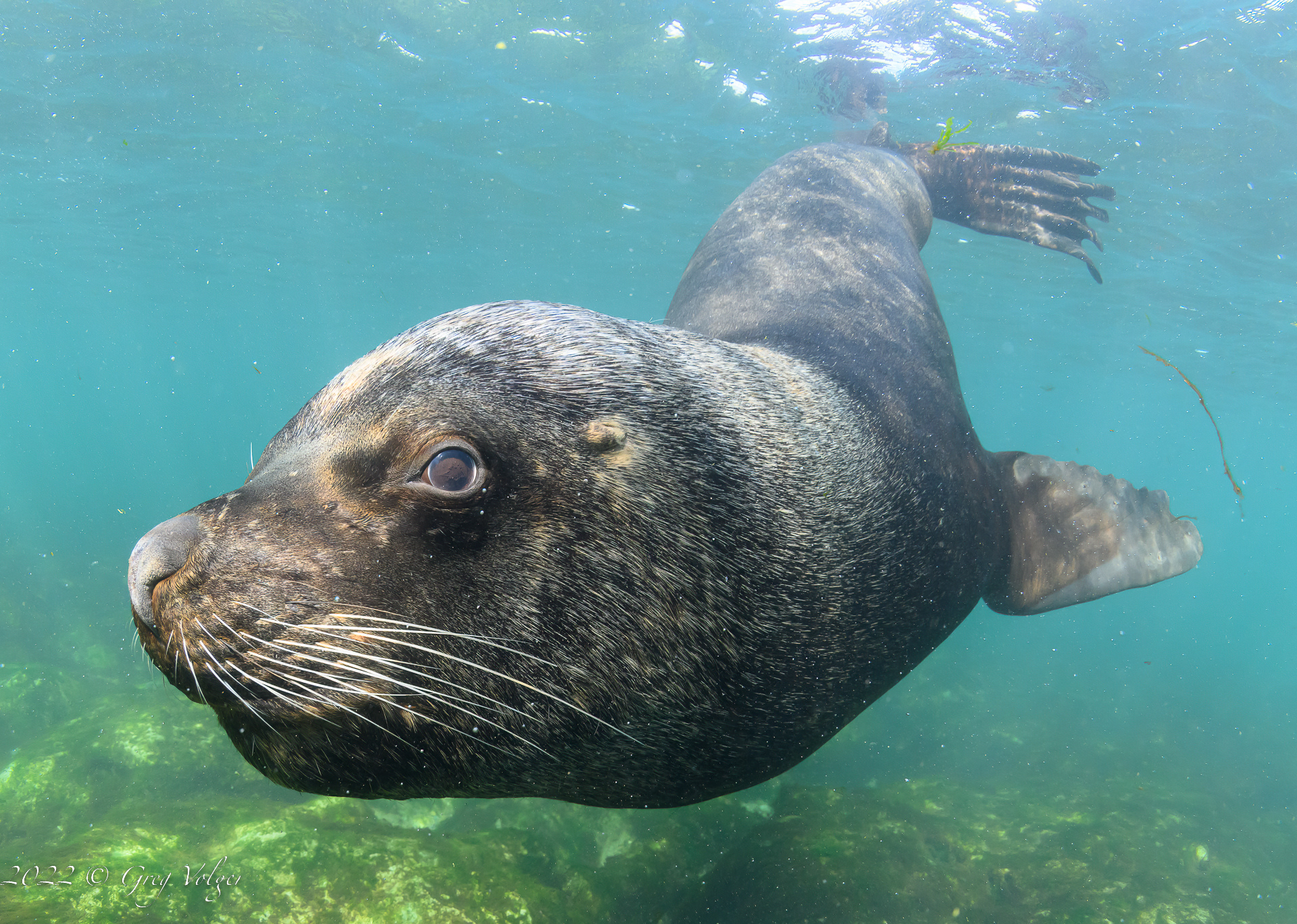 Southern Sea Lion