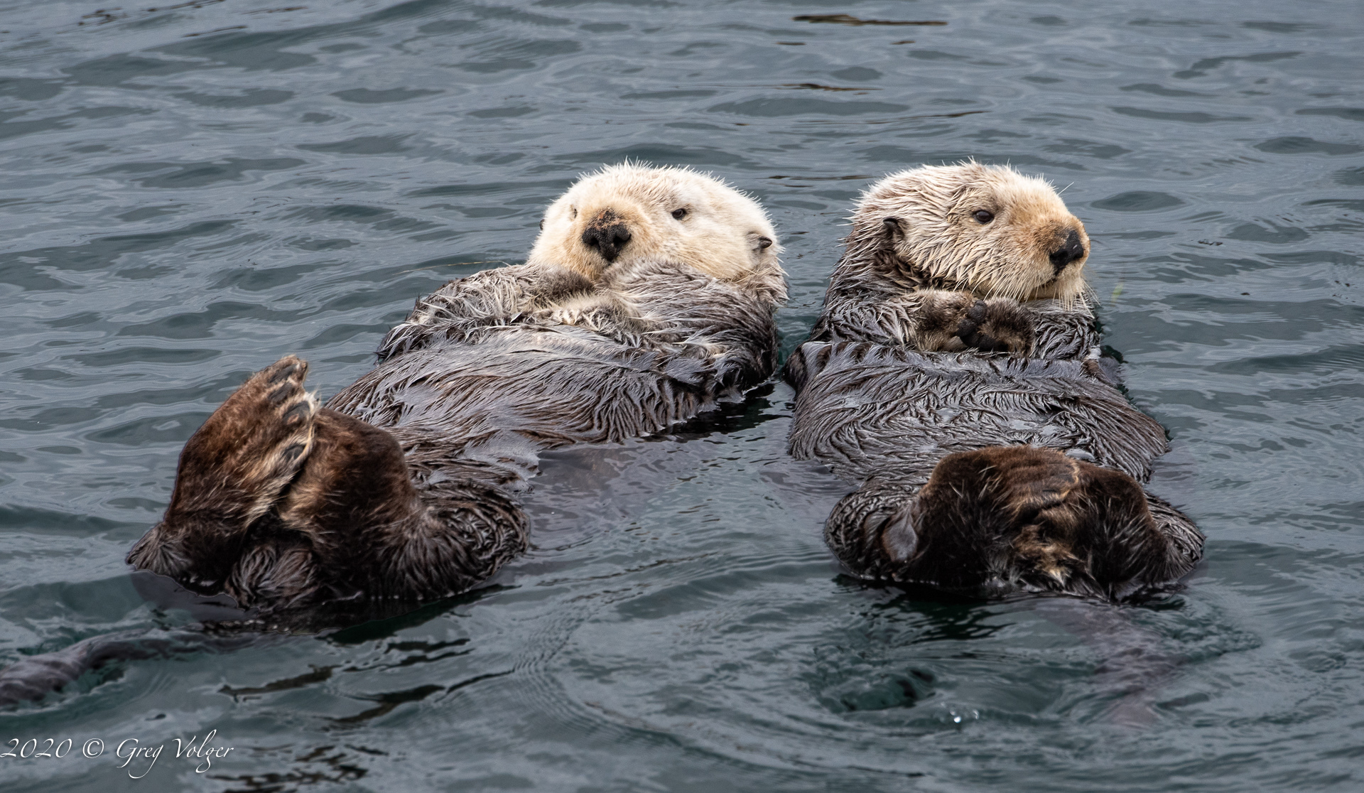 Sea Otters - Morro Bay