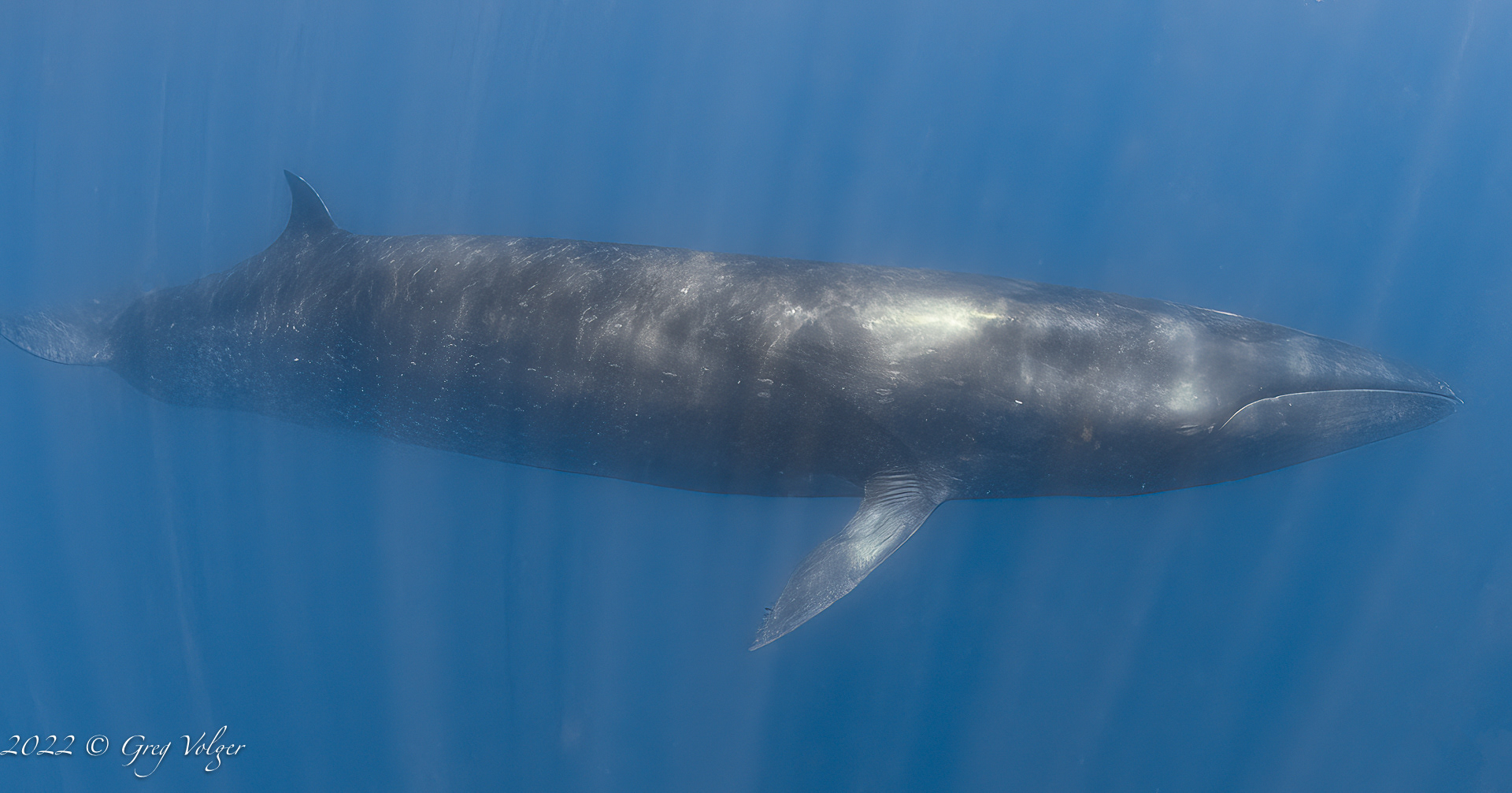Sei whale
