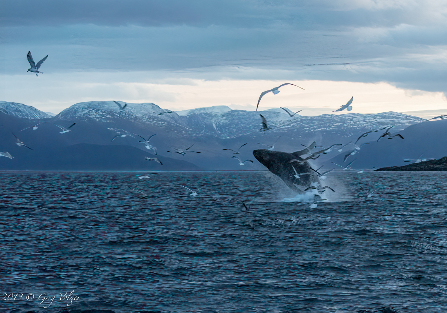 Humpback breaching