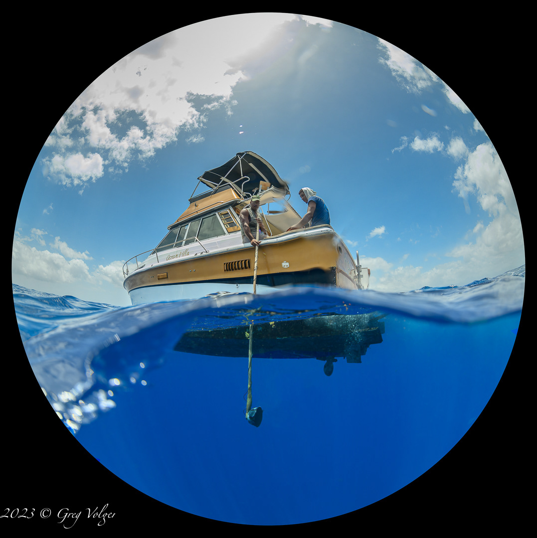 Hydrophone search for Sperm whales