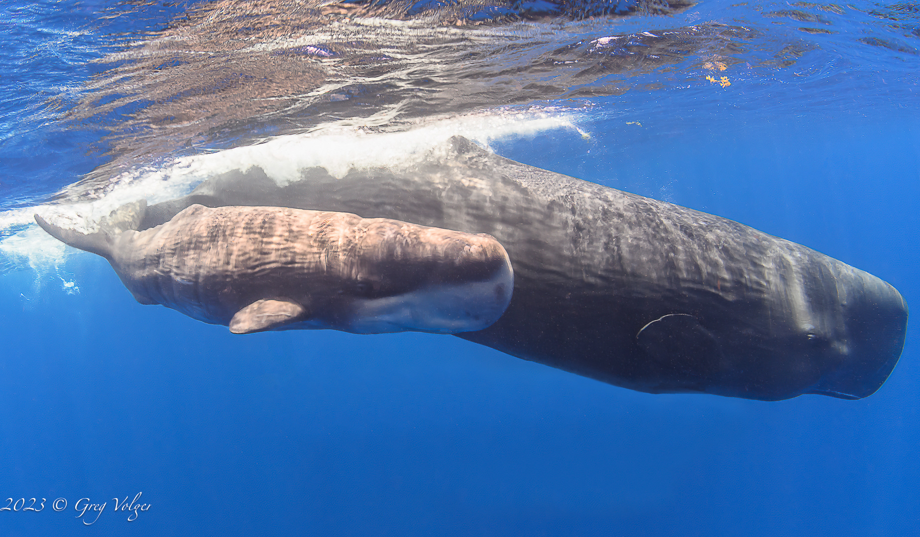 Sperm whales