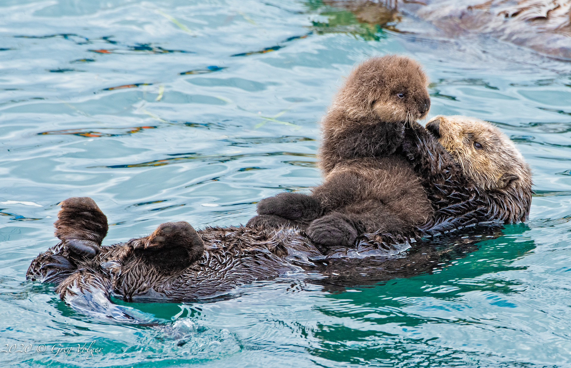 Sea Otters - Morro Bay