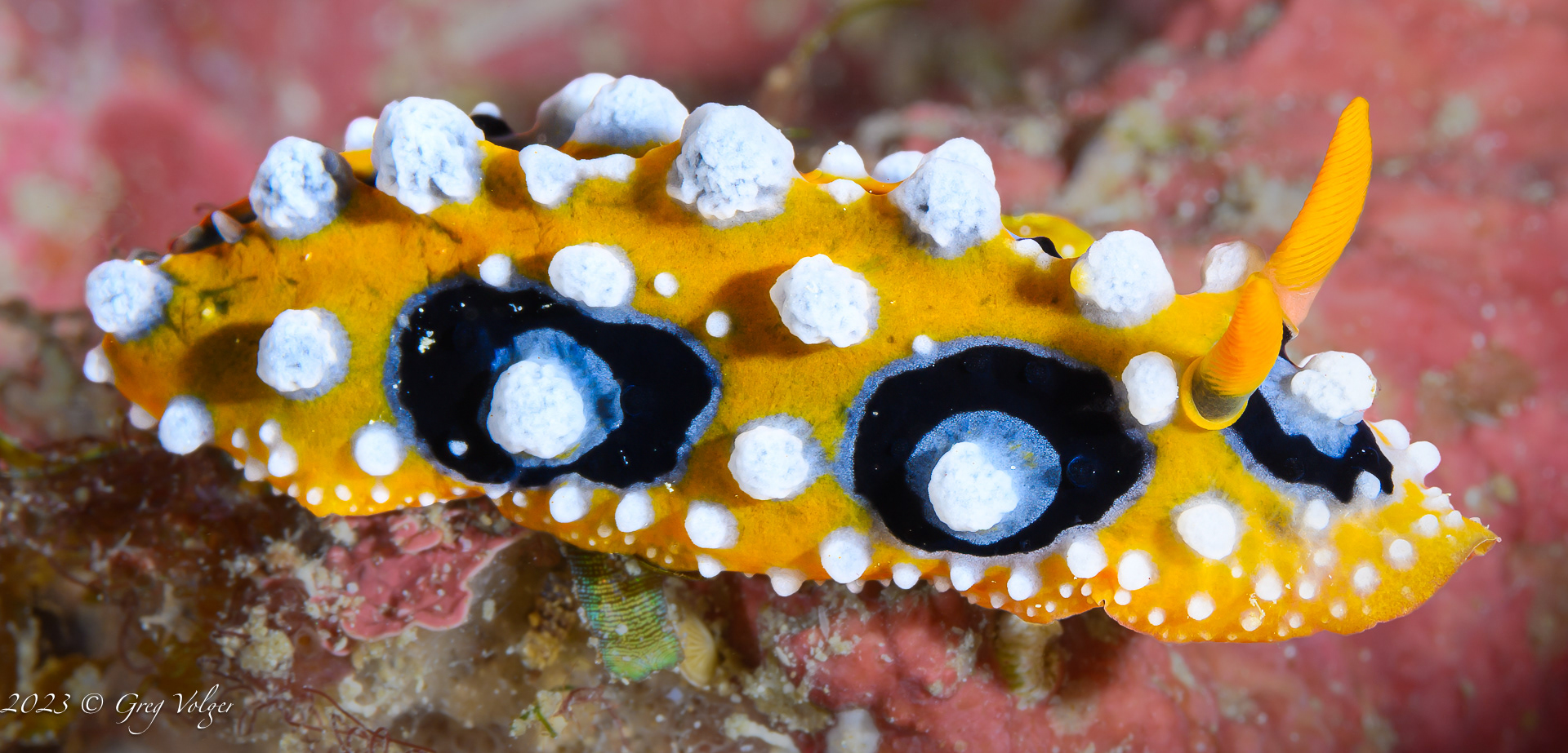 Nudibranch