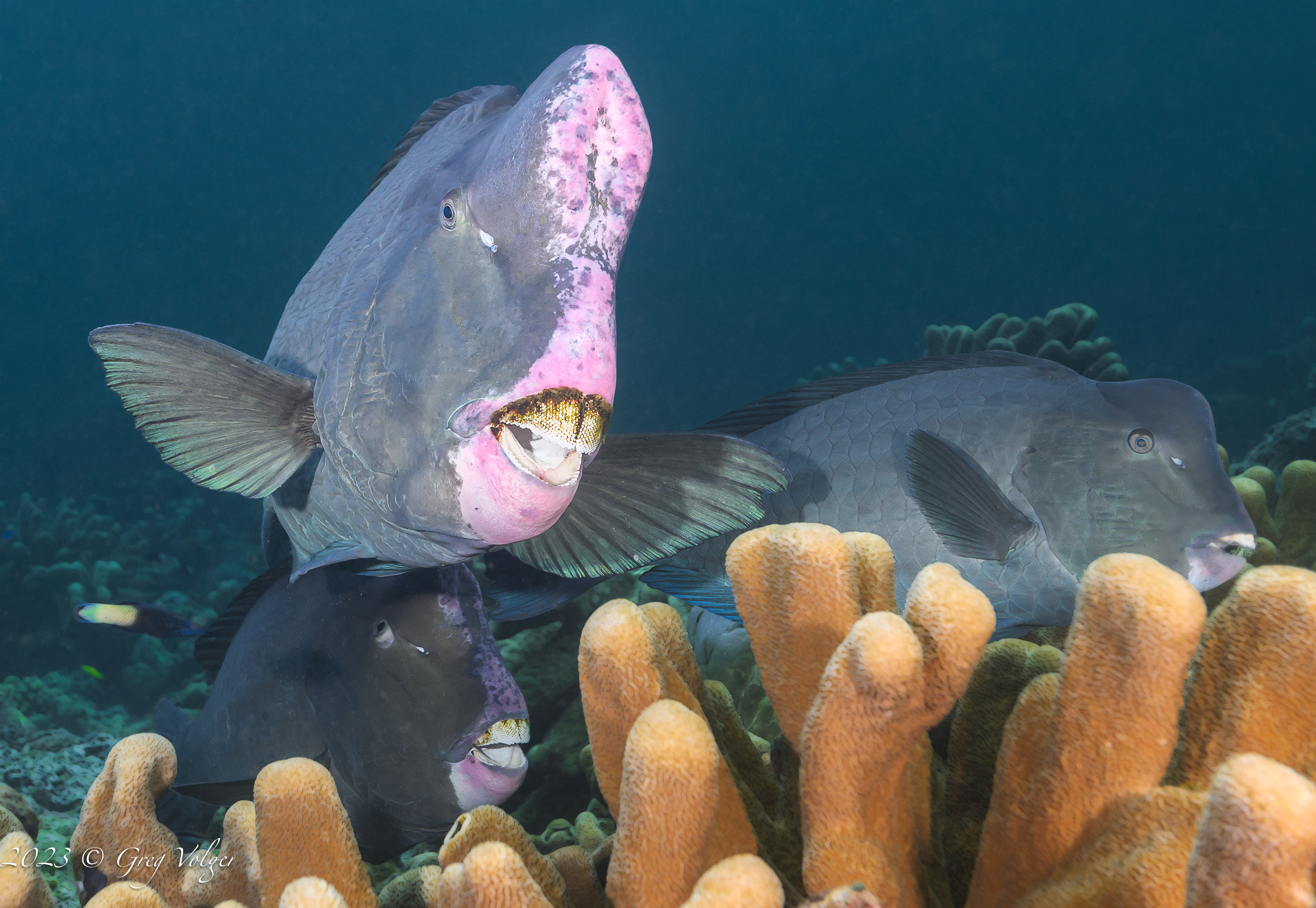 Green humphead parrotfish