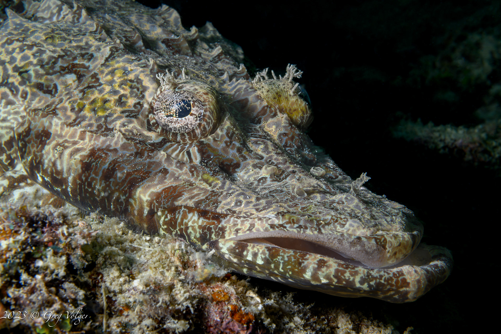 Crocodile fish
