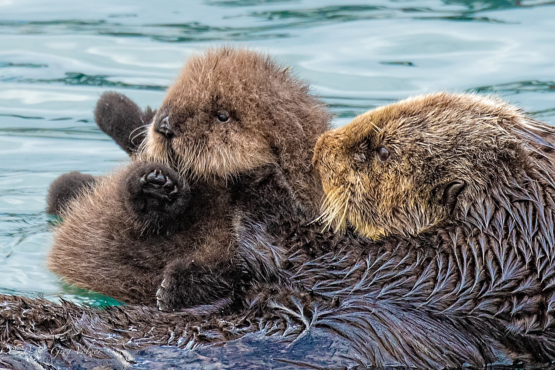 Sea Otters - Morro Bay