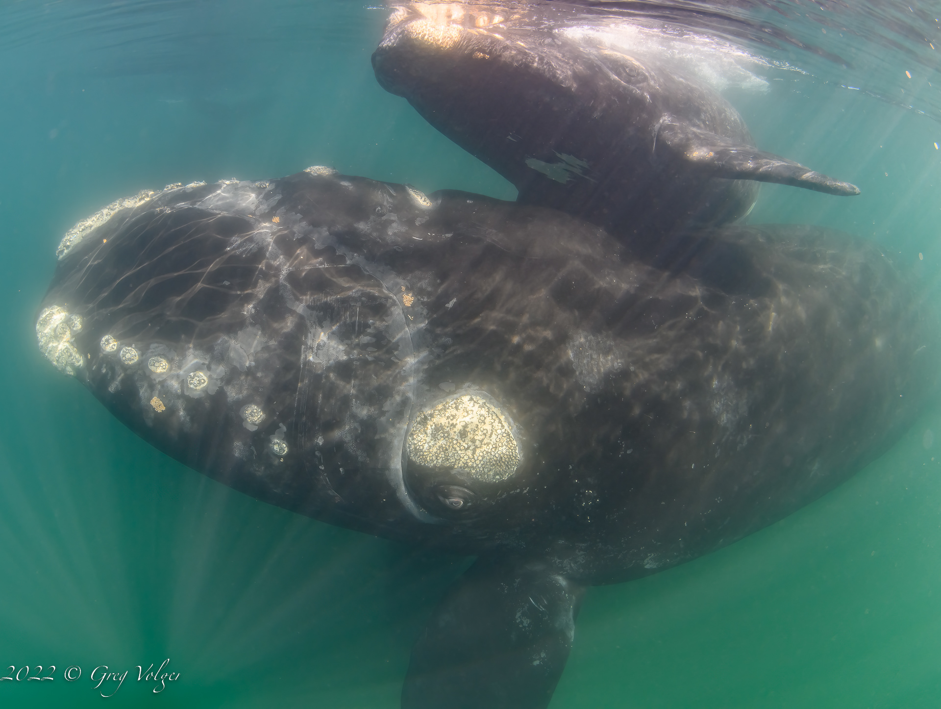 Southern Right Whale