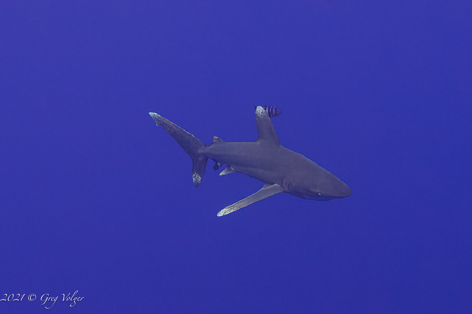 Oceanic Whitetip Shark