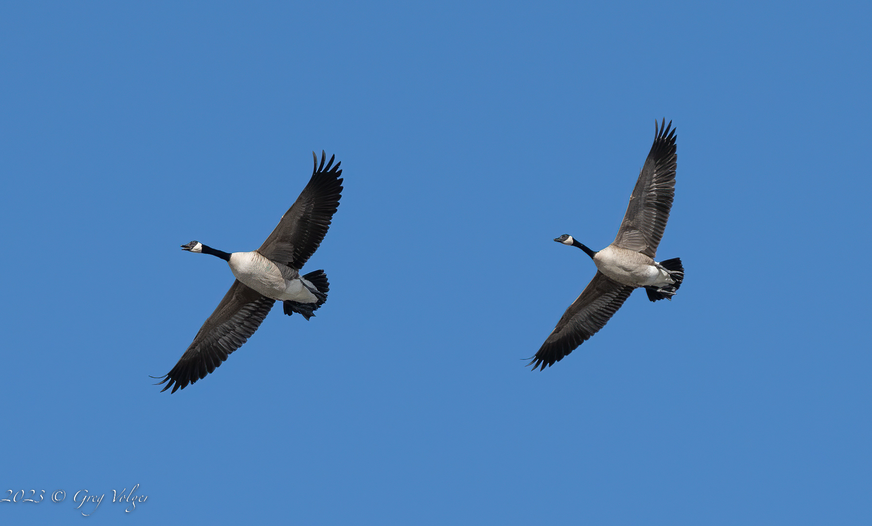 Canadian geese