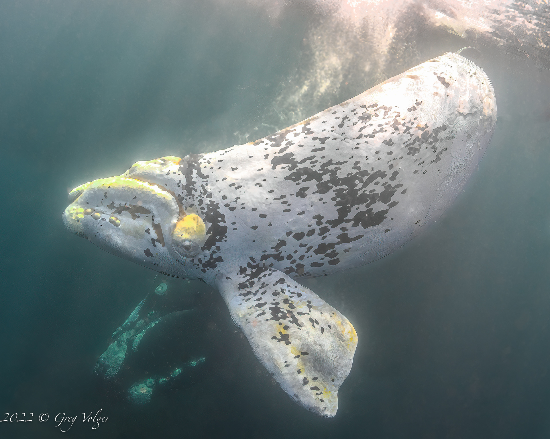 Southern Right Whale